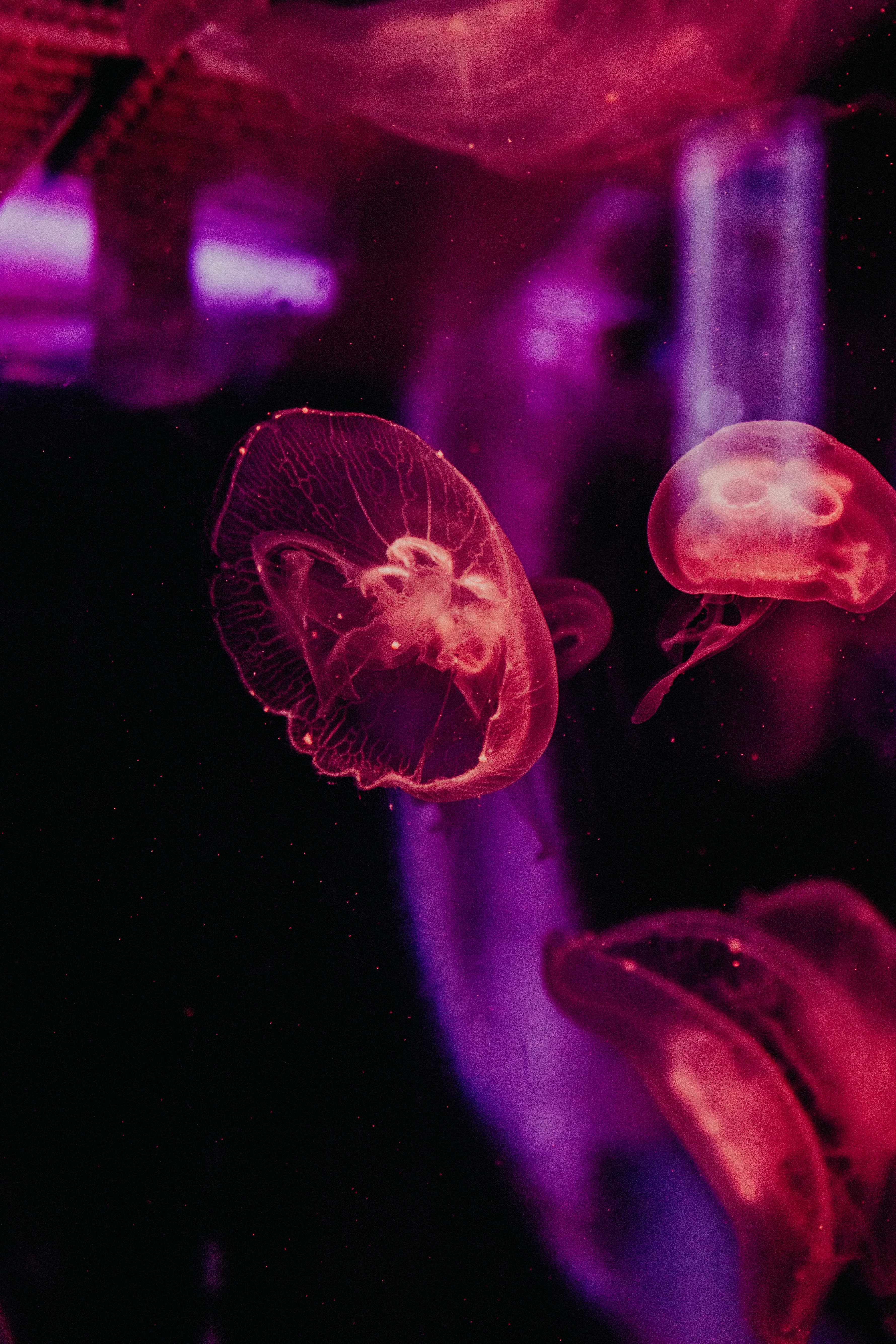 android jellyfish, tentacles, animals, glow, underwater world