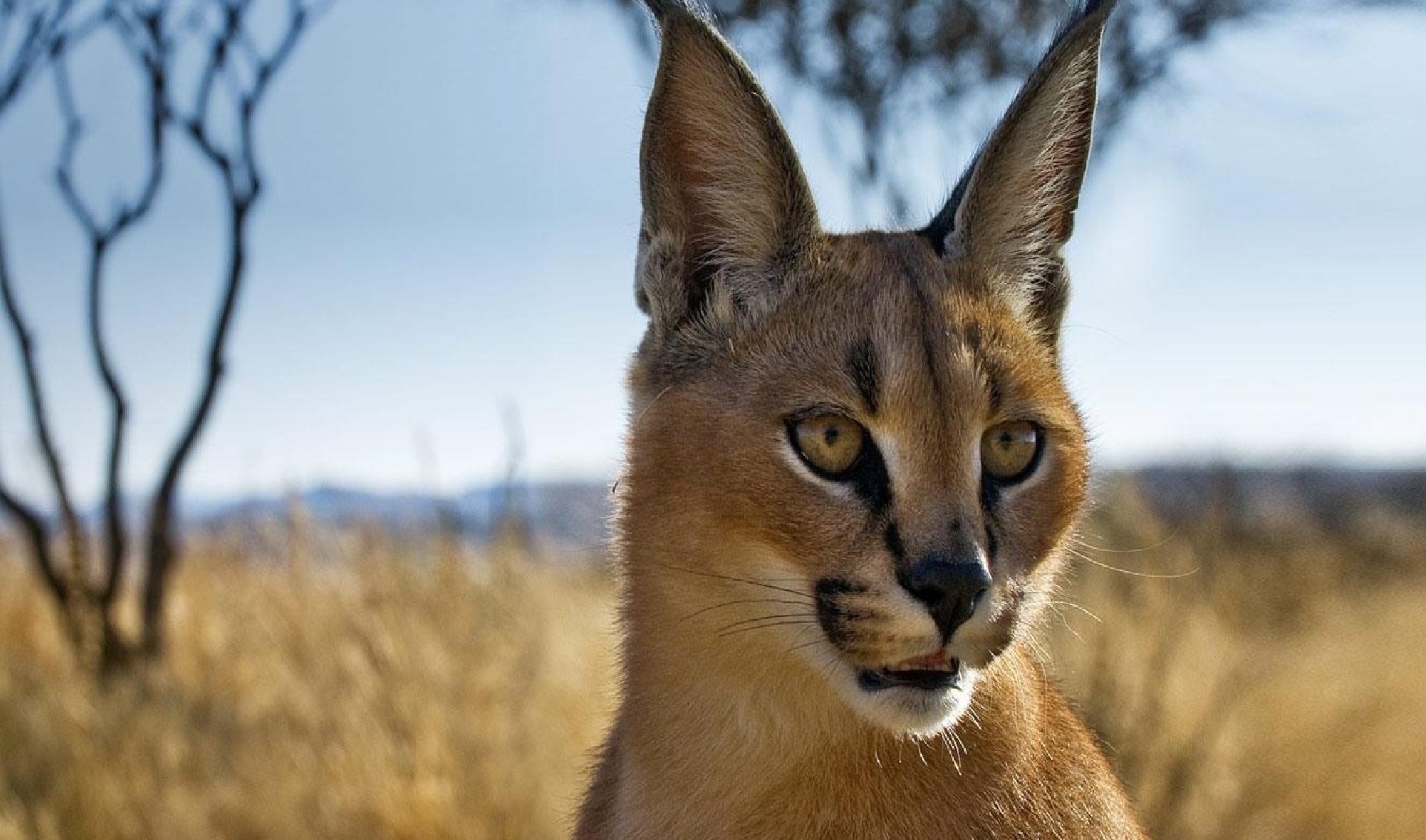 caracal, animals, muzzle, sight, opinion, steppe Free Stock Photo