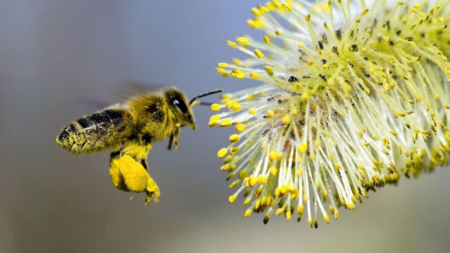 Пчелы и ветер. Пчелиная пыльца (Bee pollen). Пыльца опыление. Пчела с пыльцой. Пчелы пыльца опыление.