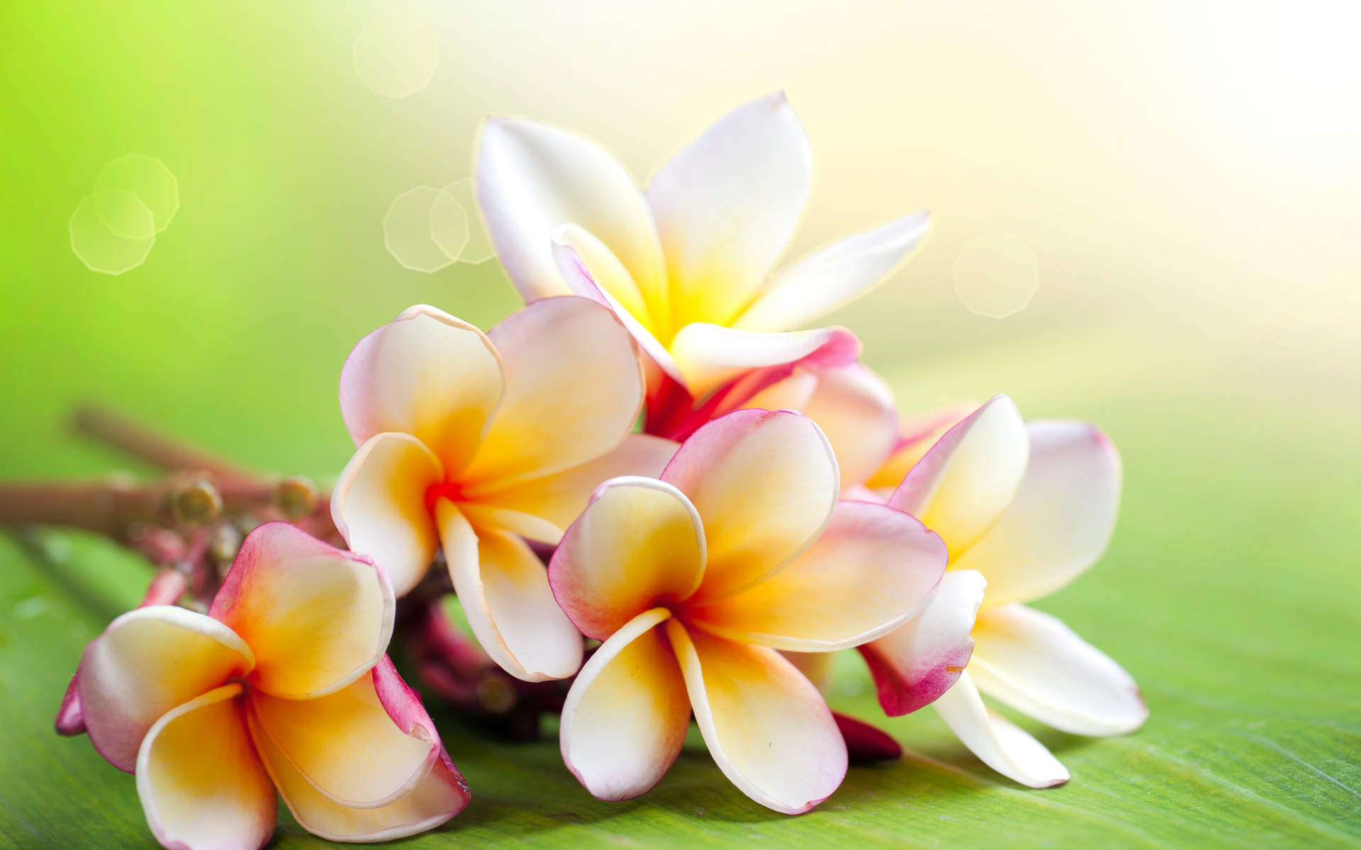 261334 descargar fondo de pantalla frangipani, tierra/naturaleza, flor, flores: protectores de pantalla e imágenes gratis