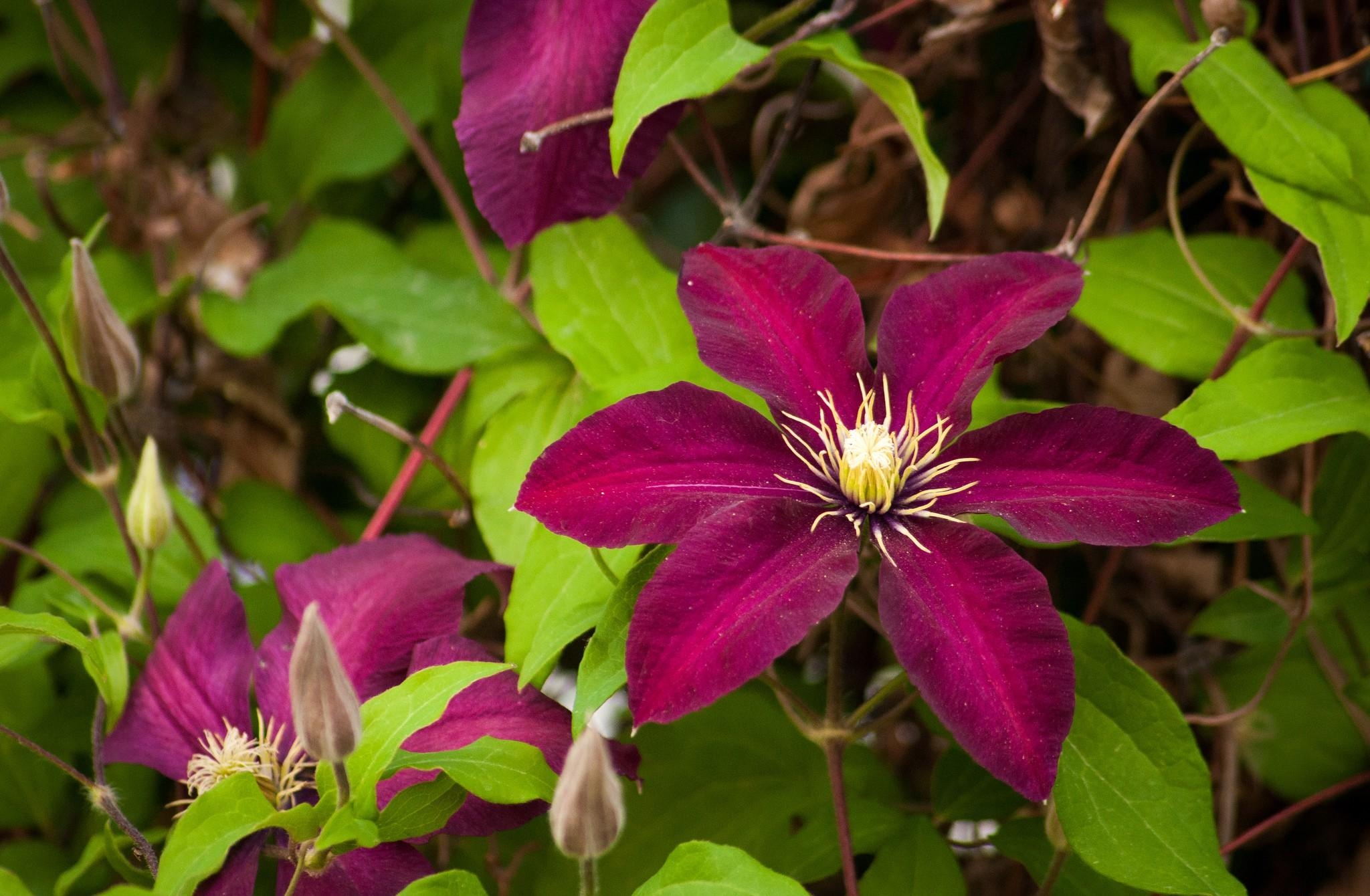 Download mobile wallpaper Clematis, Branches, Flowering, Bloom, Flowers, Bright for free.