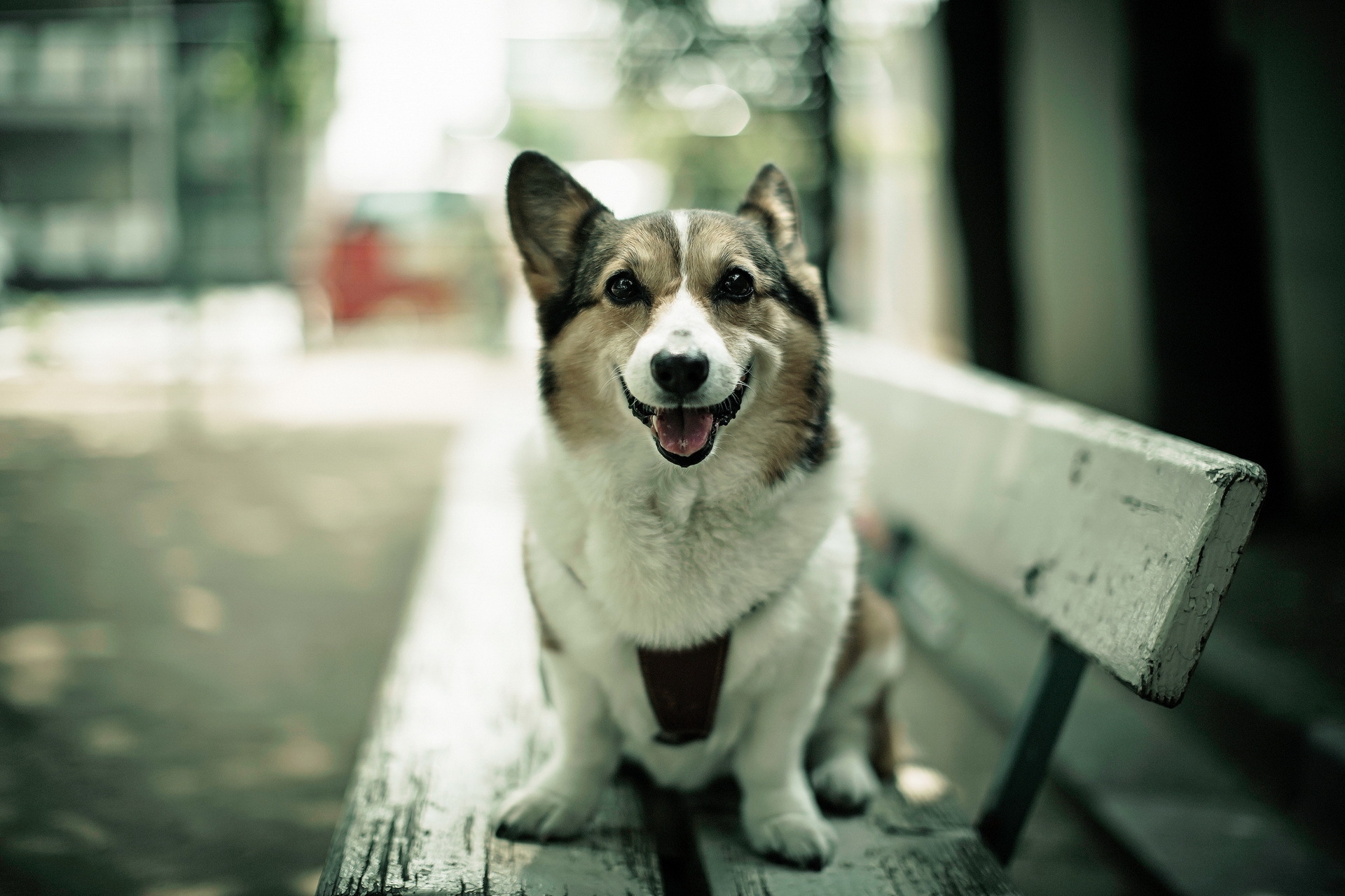 dog, animals, sit, bench, open mouth, satisfied, content