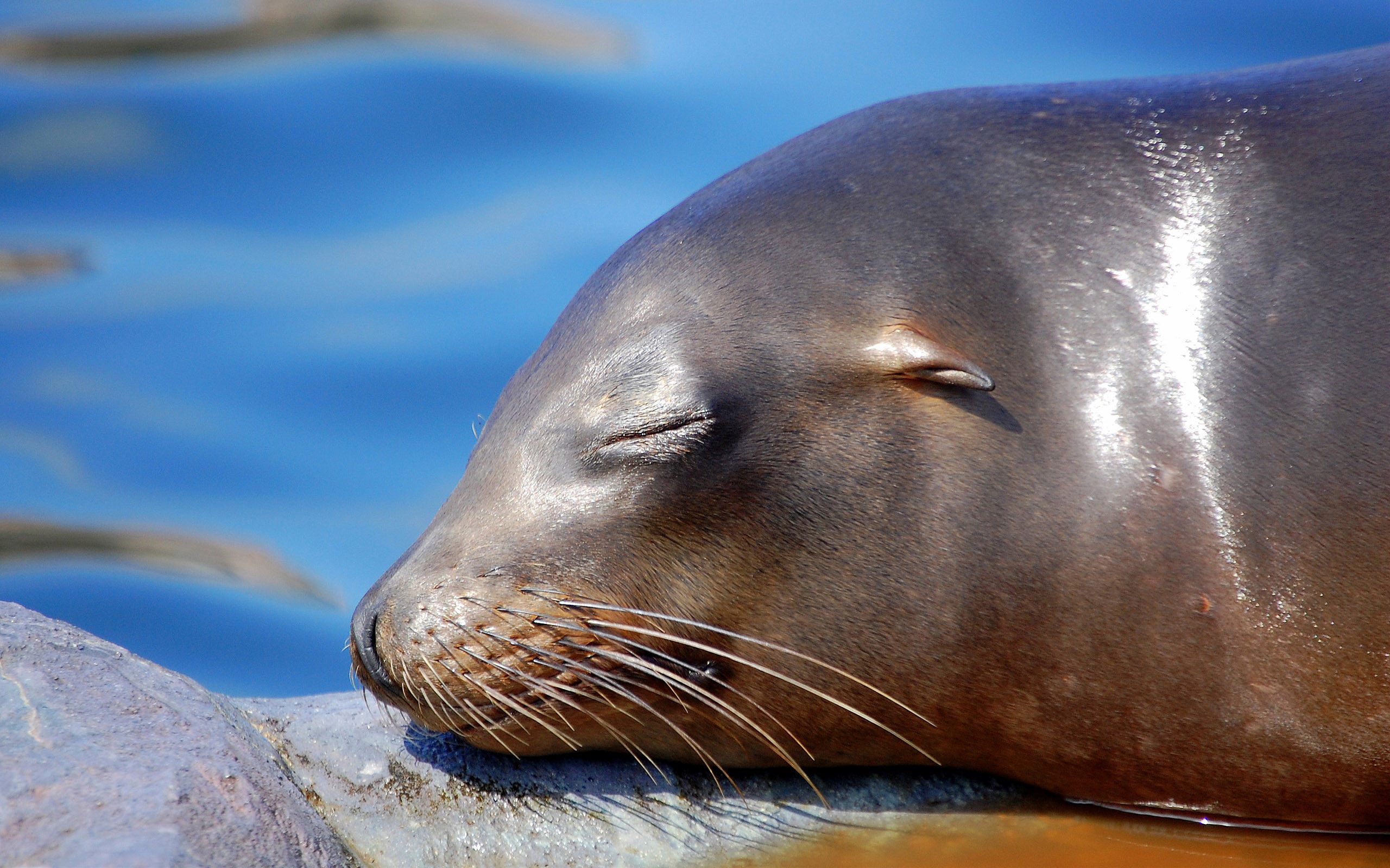 animal, seal, seals Smartphone Background