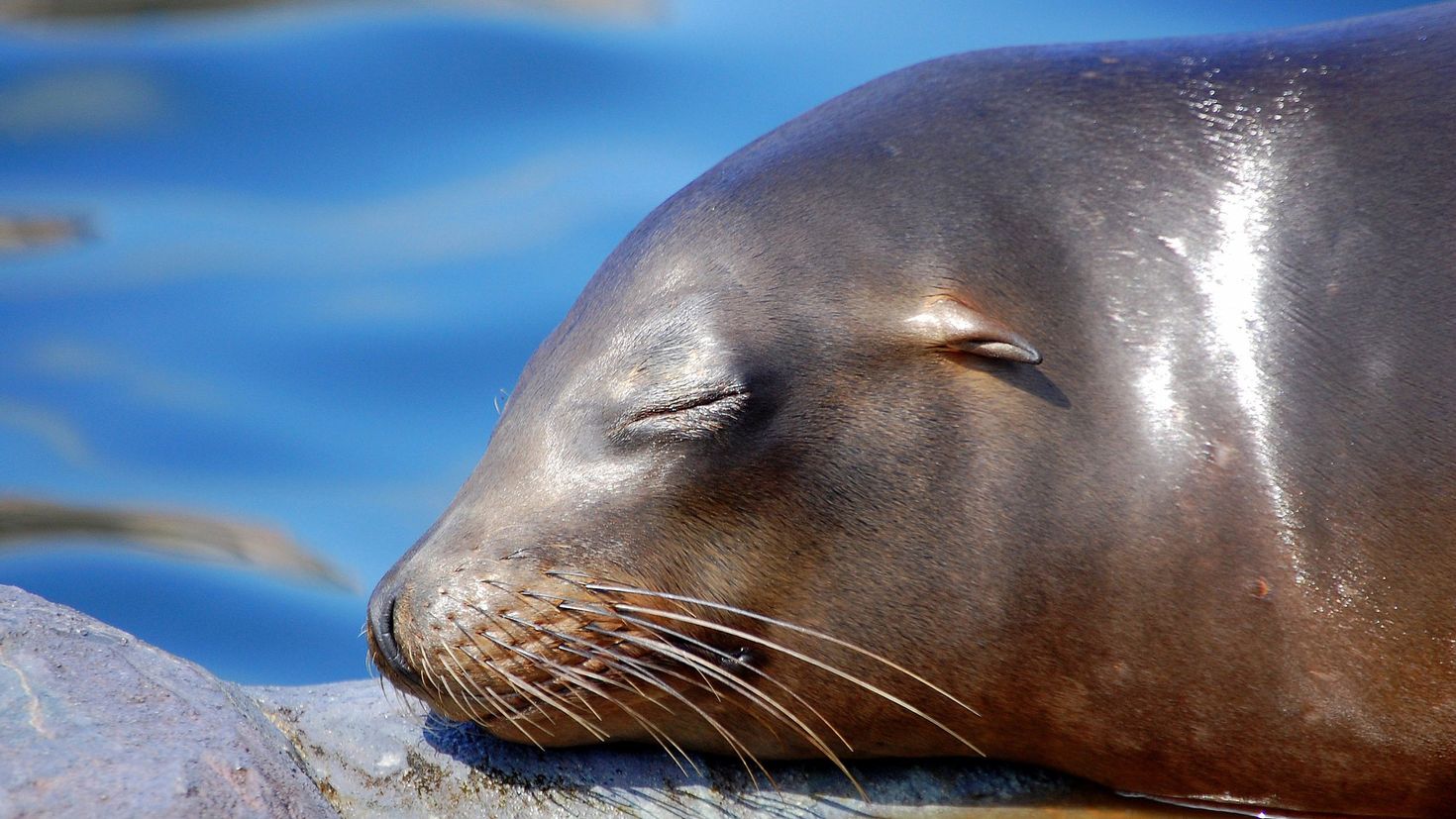 Seal перевод животного