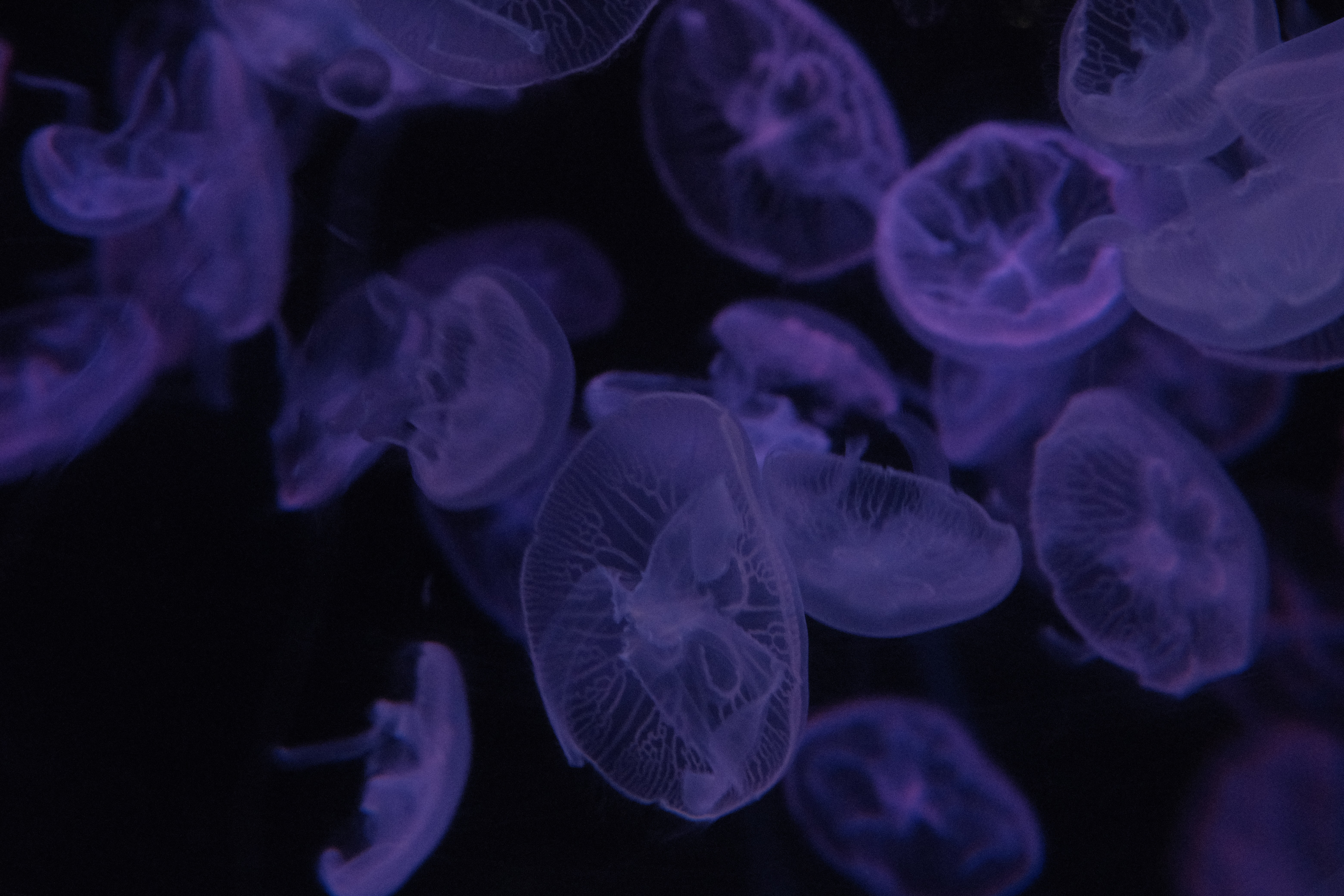 jellyfish, violet, dark, purple, handsomely, it's beautiful 4K for PC