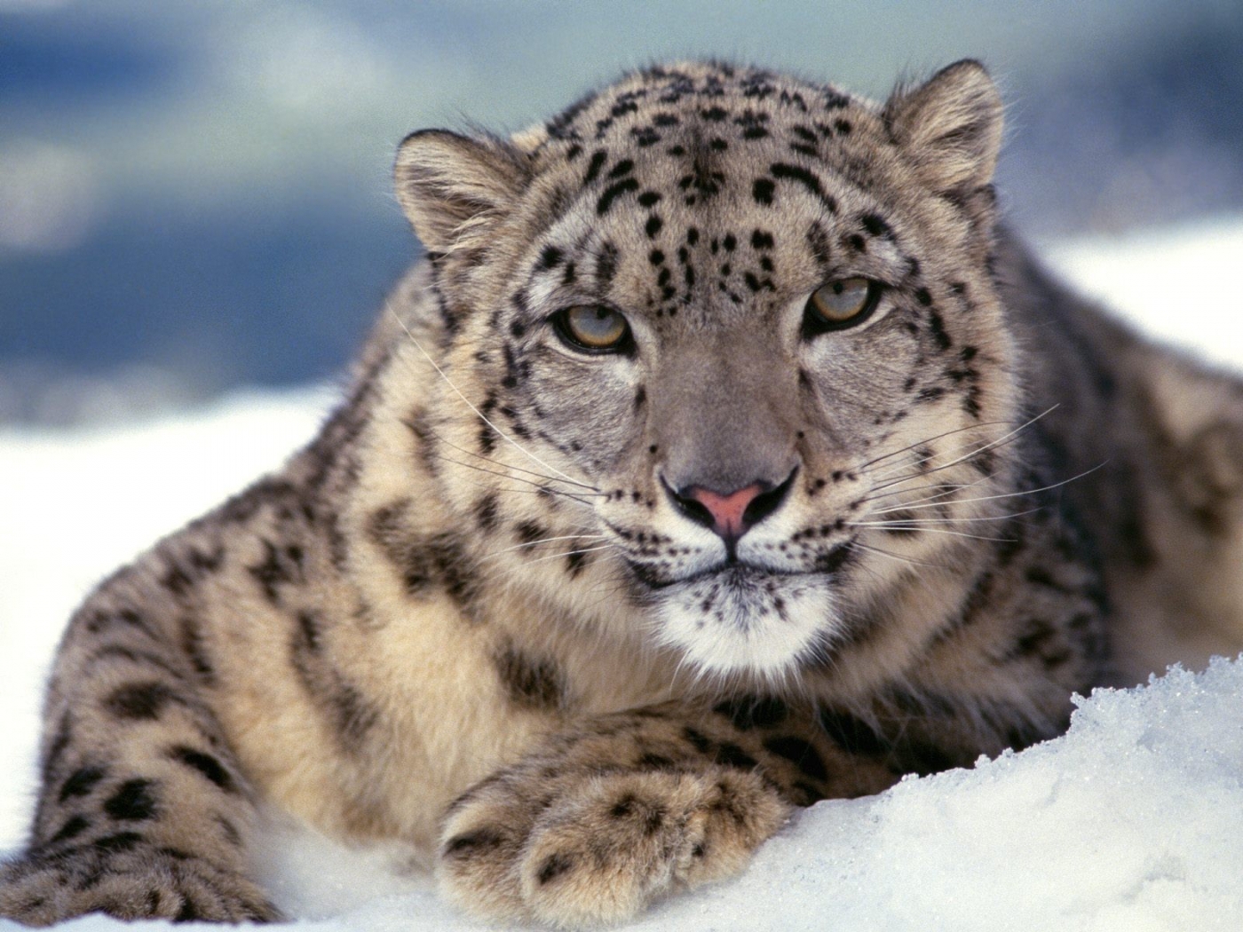 33096 télécharger l'image snow leopard, animaux - fonds d'écran et économiseurs d'écran gratuits