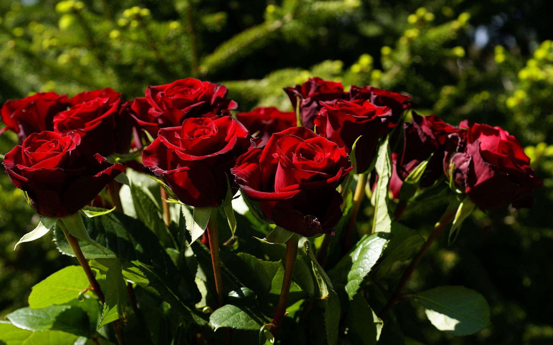 Кустовые розы темно красные