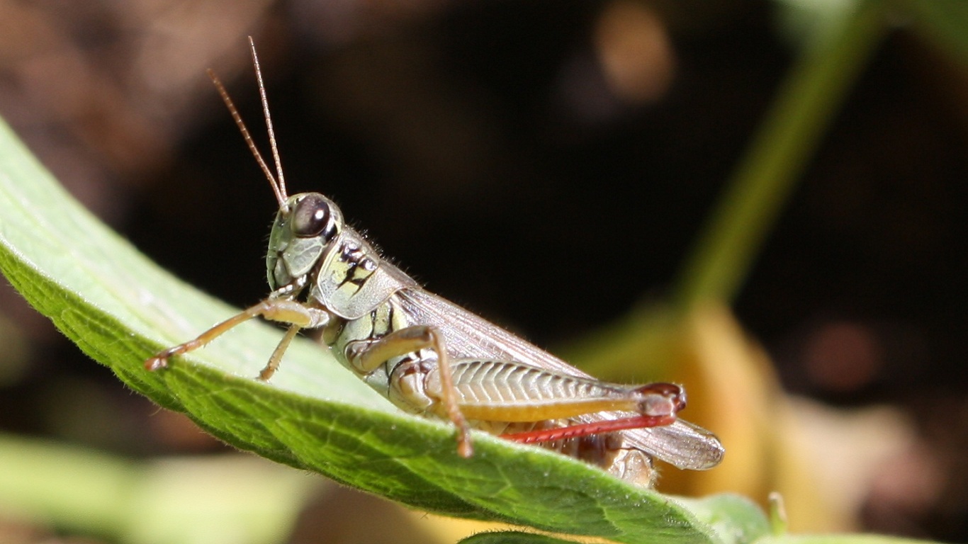 animal, grasshopper, insect wallpapers for tablet