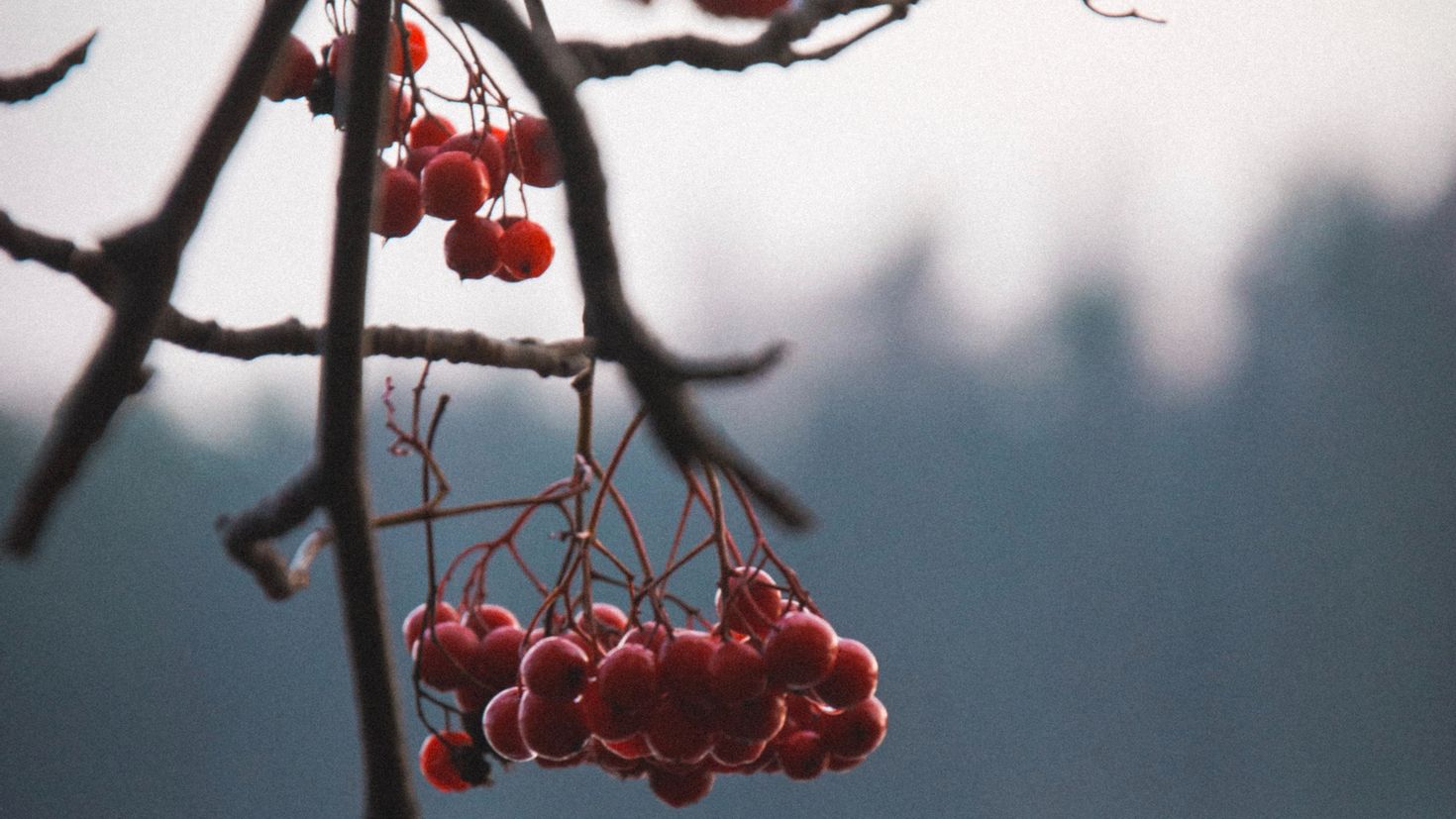 Когда на темно красных ветках появляются. Обои ягоды Тайга на рабочий стол. Шипы и Ягодка на ветках зимой. Увядшие ягоды на ветке фото на белом фоне.