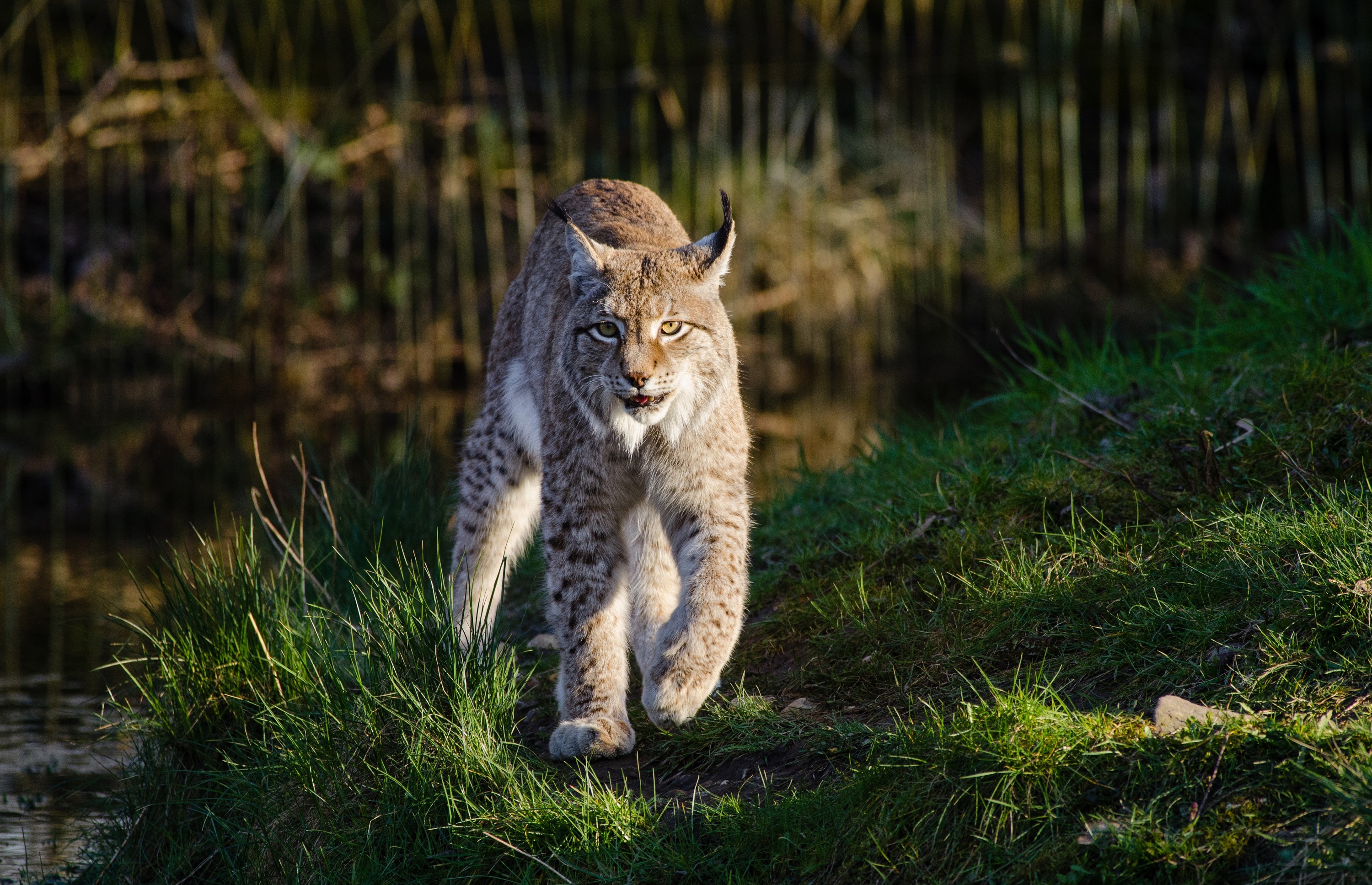 Река рысь. Рысь (Lynx Lynx) в дикой природе. Беловежская пуща Рысь. Млекопитающие Хищные Рысь. Европейская Рысь.