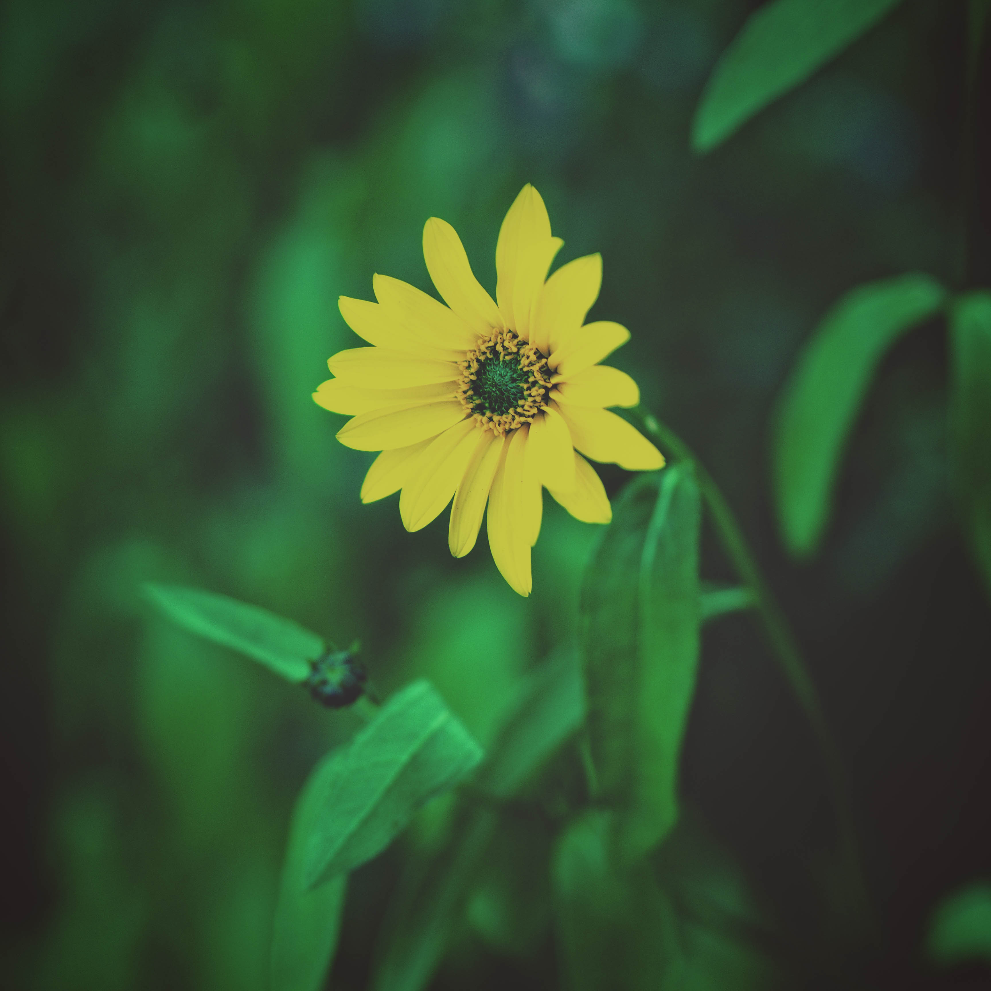 Download mobile wallpaper Smooth, Flowerbed, Flowers, Flower Bed, Foliage, Flower, Blur for free.
