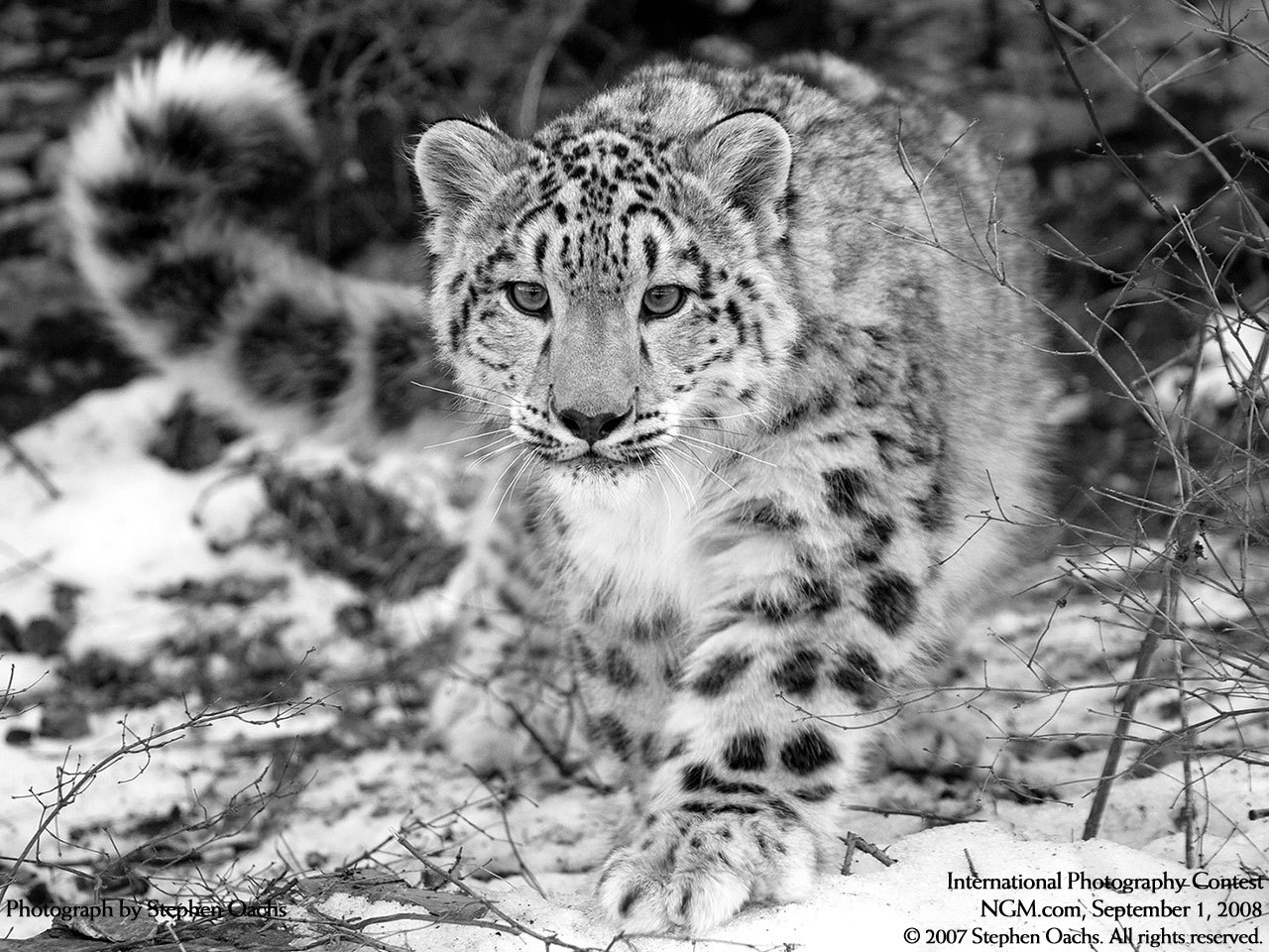 10853 Hintergrundbild herunterladen schneeleopard, tiere, grau - Bildschirmschoner und Bilder kostenlos