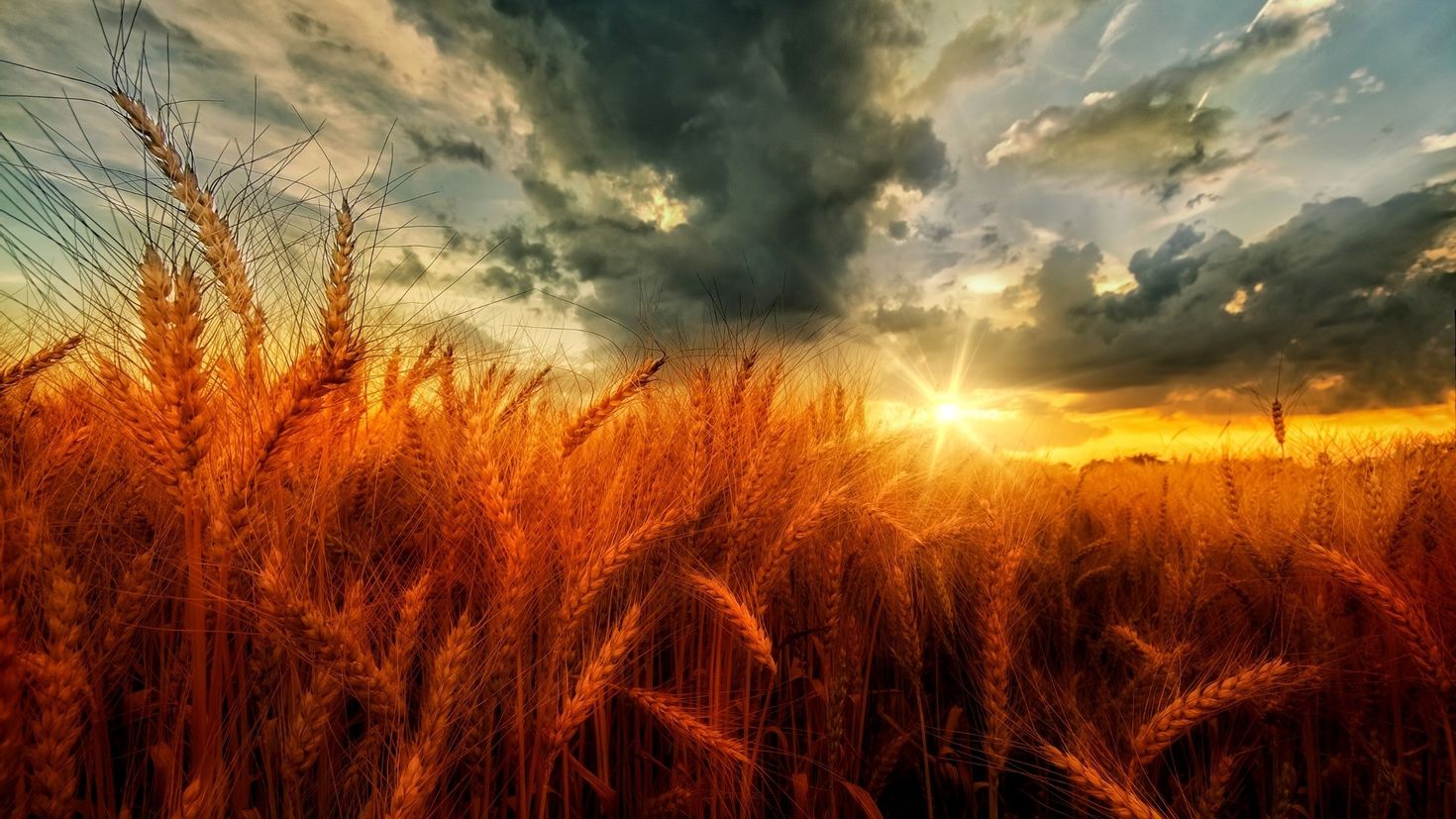 Пшеница на закате