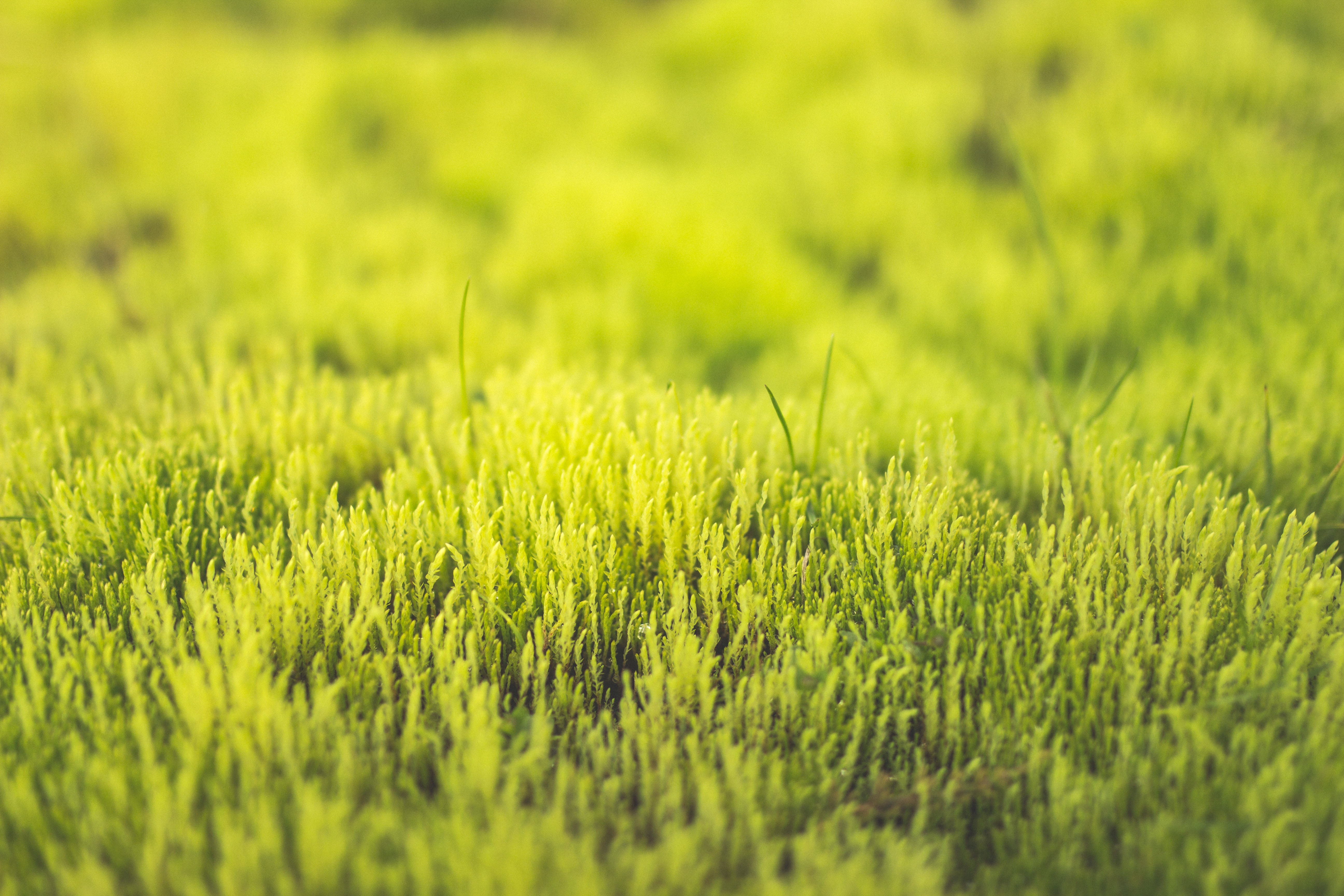 Download mobile wallpaper Nature, Close Up, Grass for free.