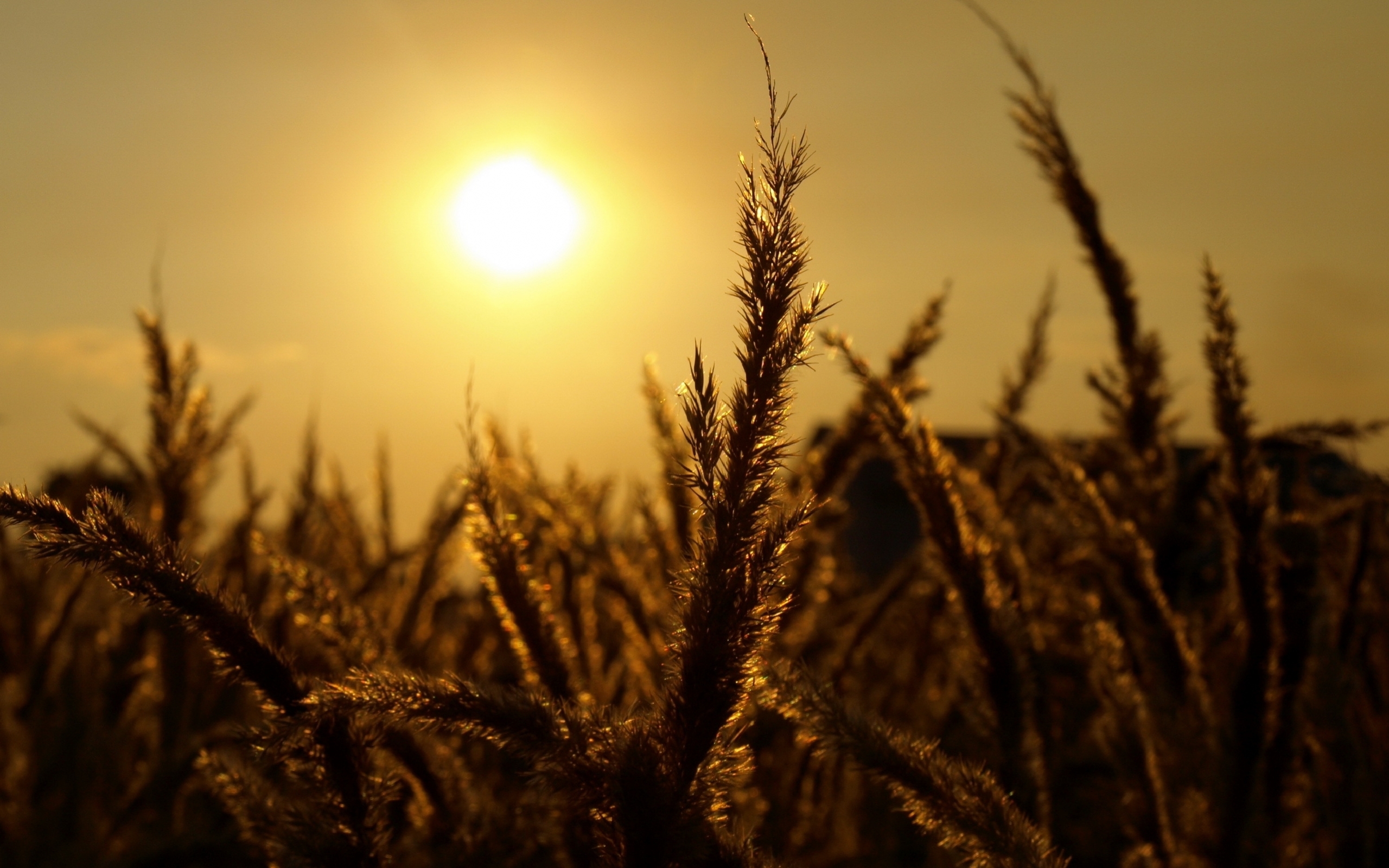 sun, nature, wheat, landscape download HD wallpaper