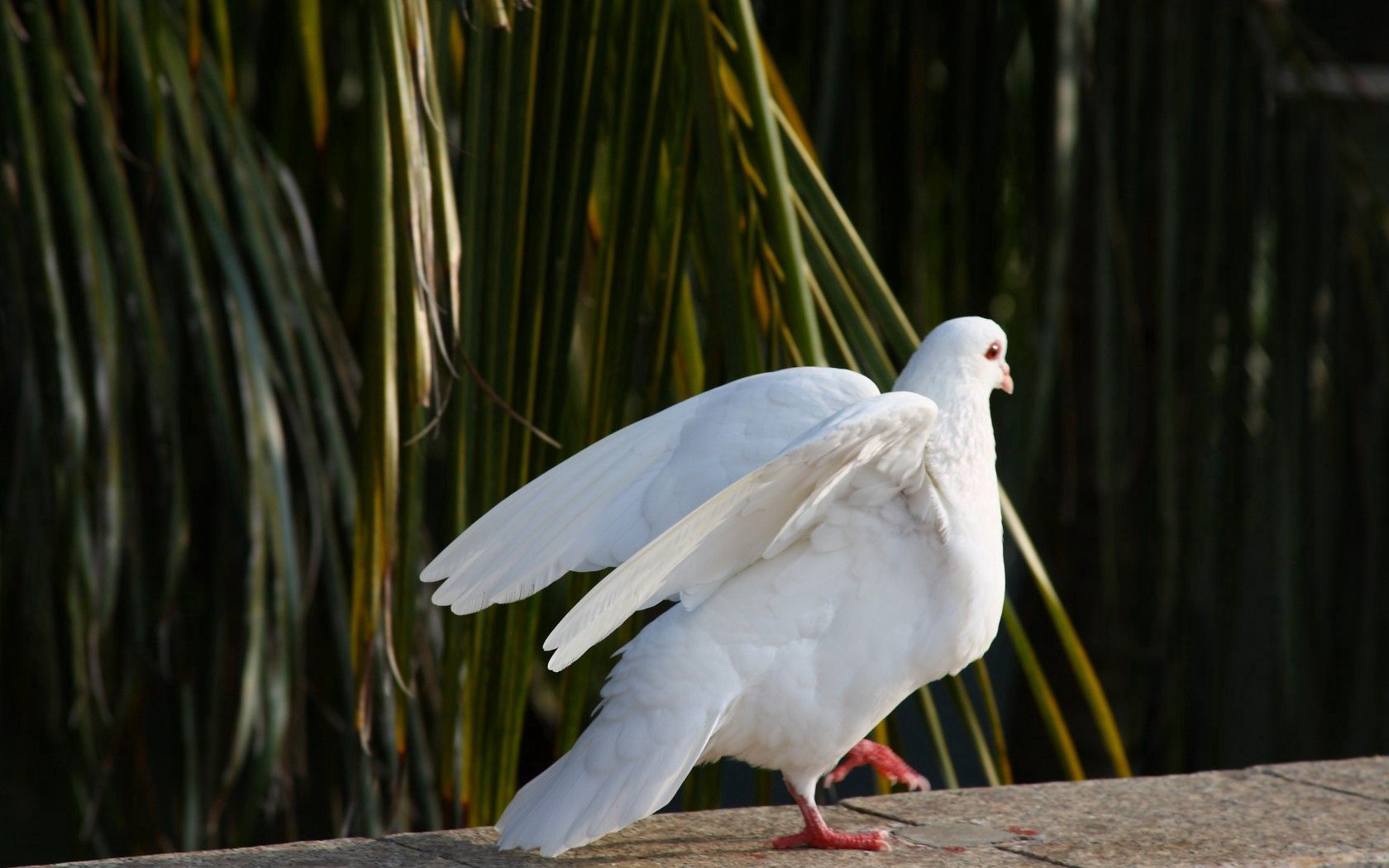 dove, animals, nature, birds, white, peace, world