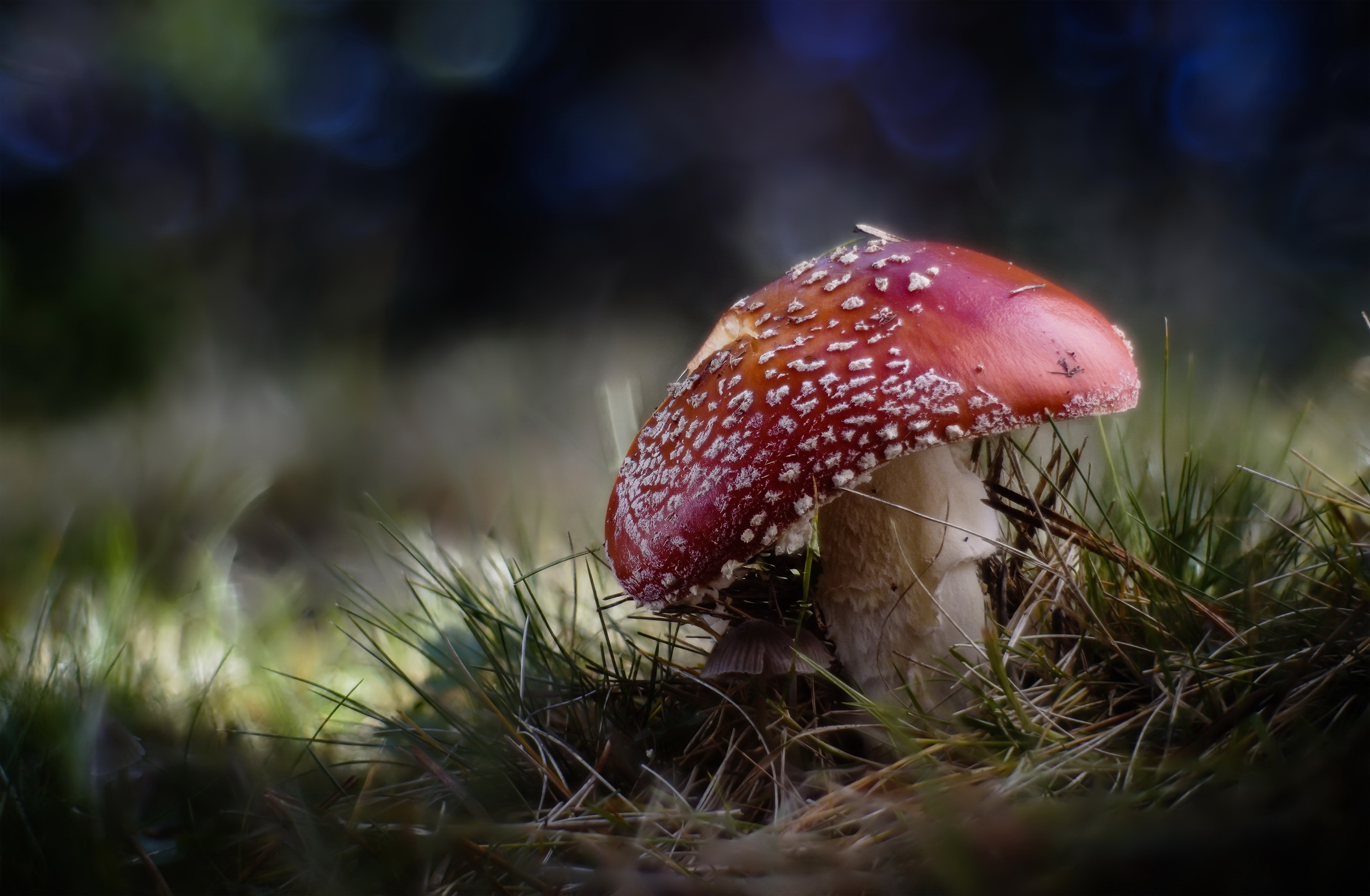 earth, mushroom, fly agaric, macro, nature cell phone wallpapers