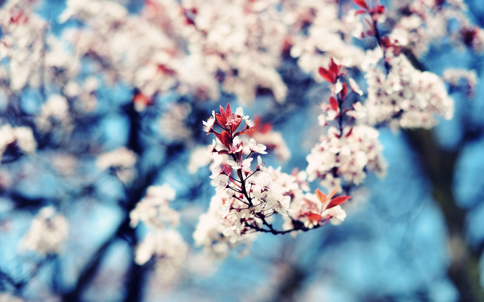 flowers, blossom, earth, bud, photography, tree 1080p
