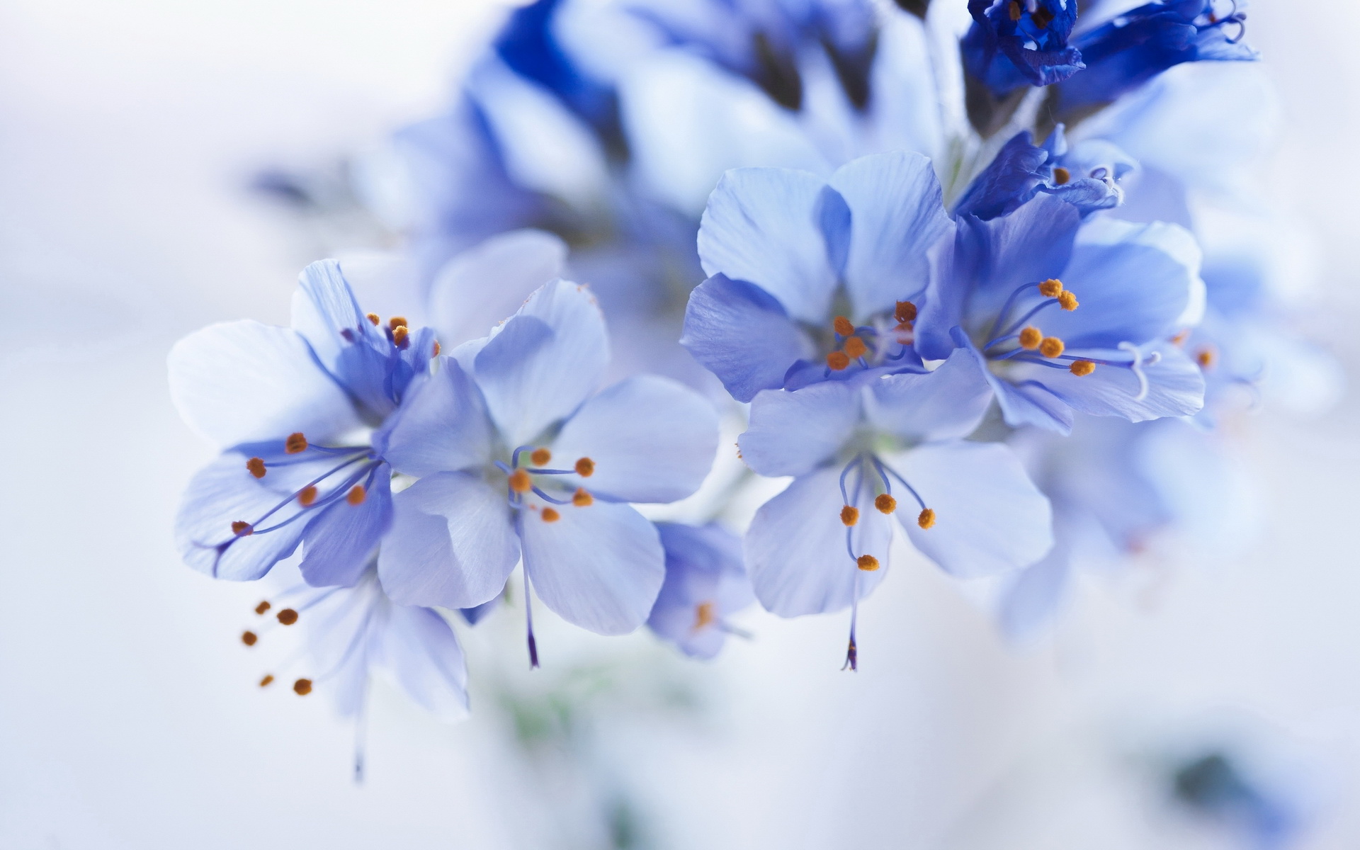 Картинки бело синие цветы