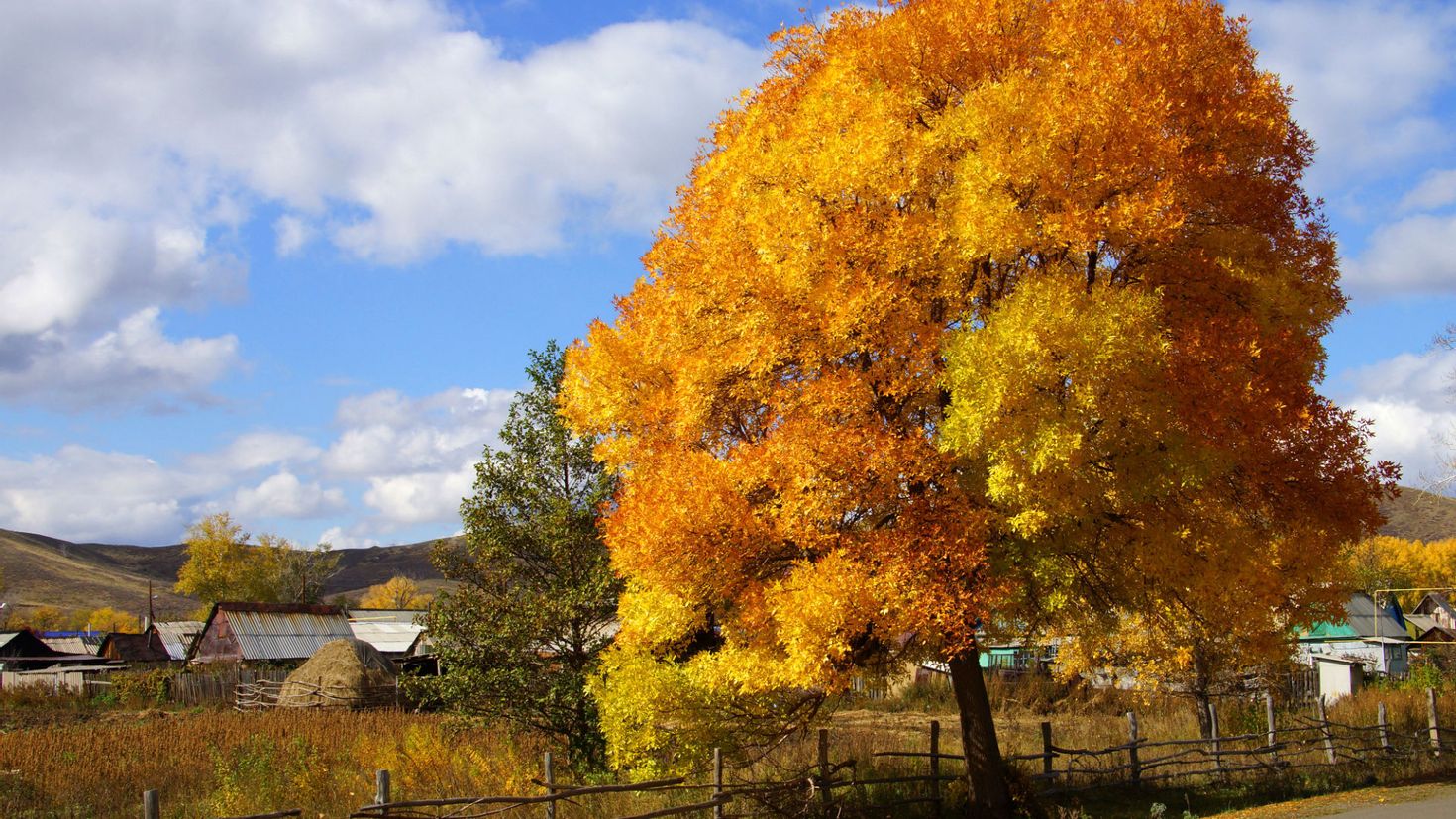 Картинка времена года осень. Золотая осень в деревне. Жёлтое дерево Кентукки. Клен в деревне. Осеннее дерево.