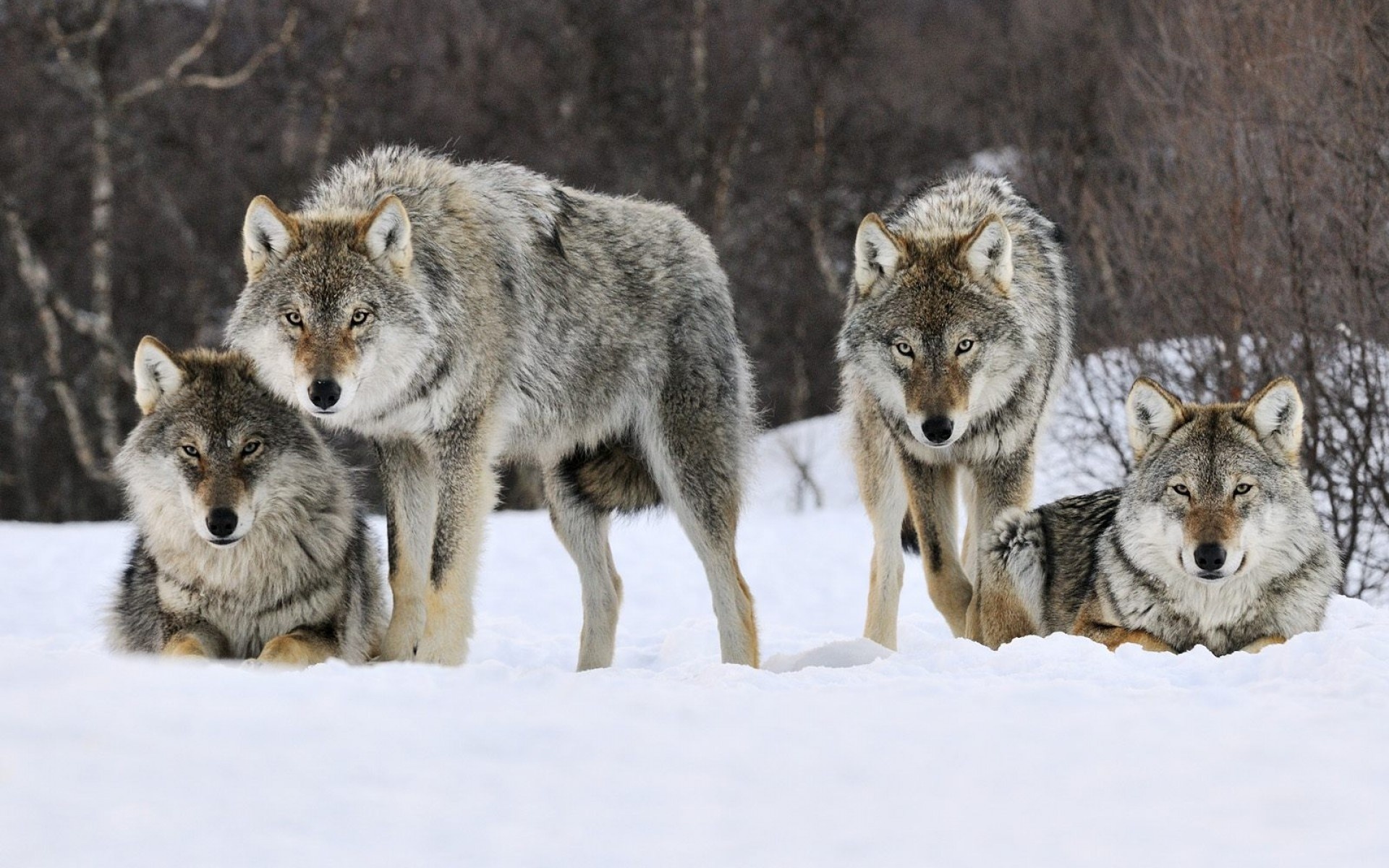 32k Wallpaper Wolfs 