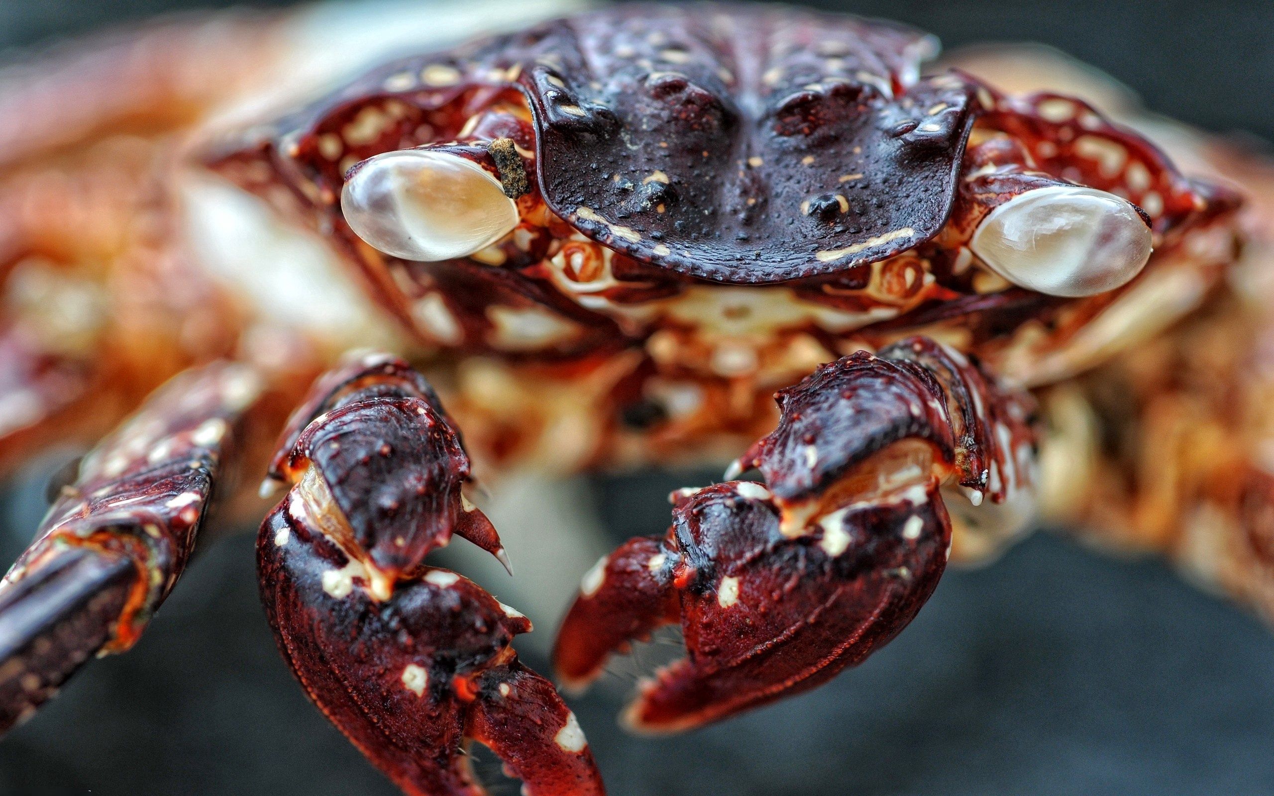 red, macro, spotted, spotty, carapace, shell, crab, claws 8K