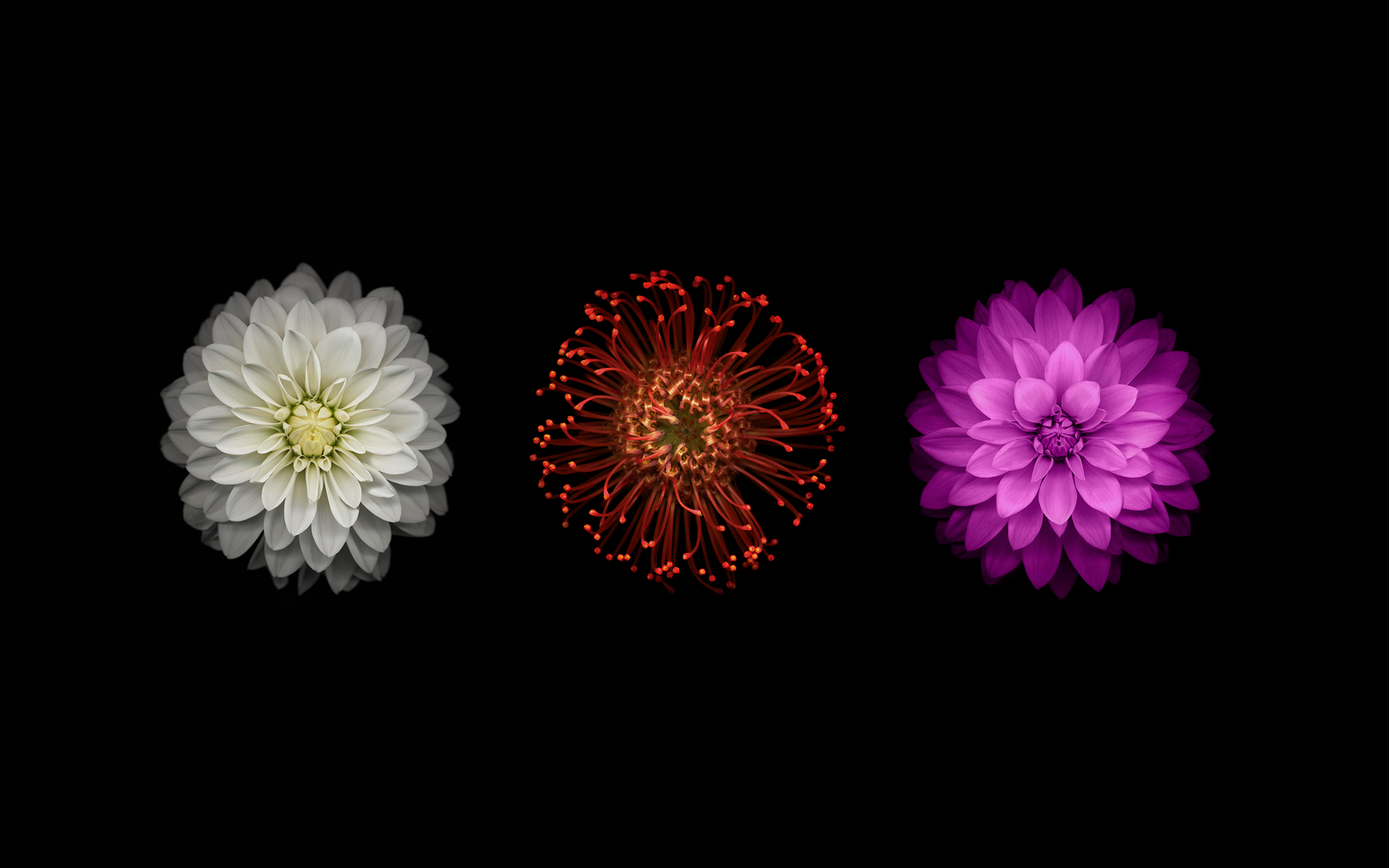 flowers, white flower, red flower, flower, purple flower, earth, dahlia Smartphone Background