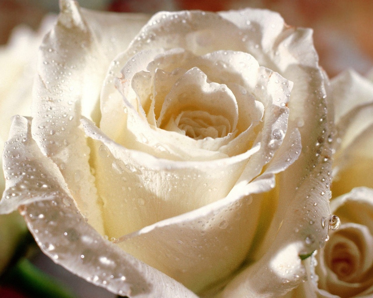 Бледно Белые Розы