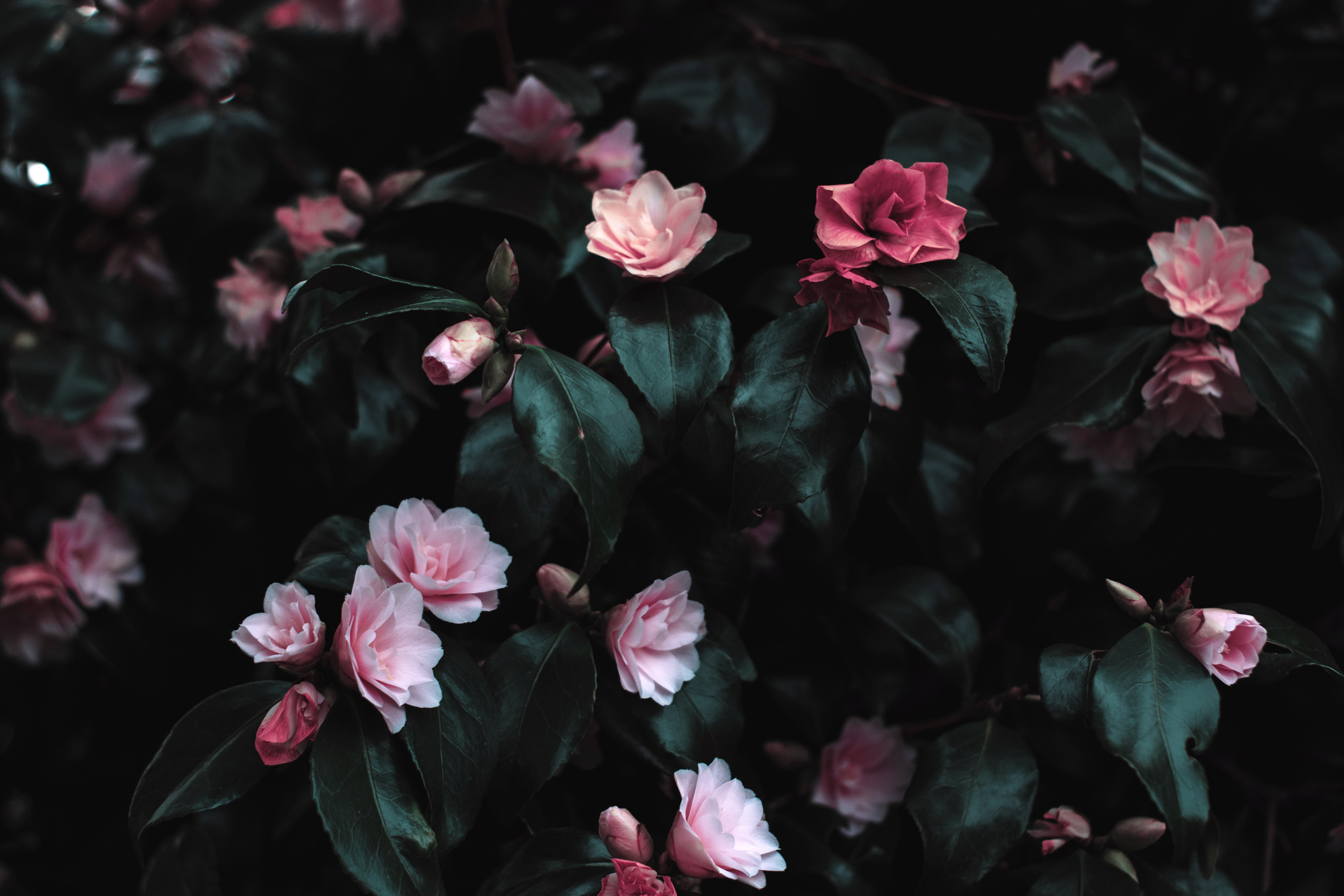 Цветы на темном фоне