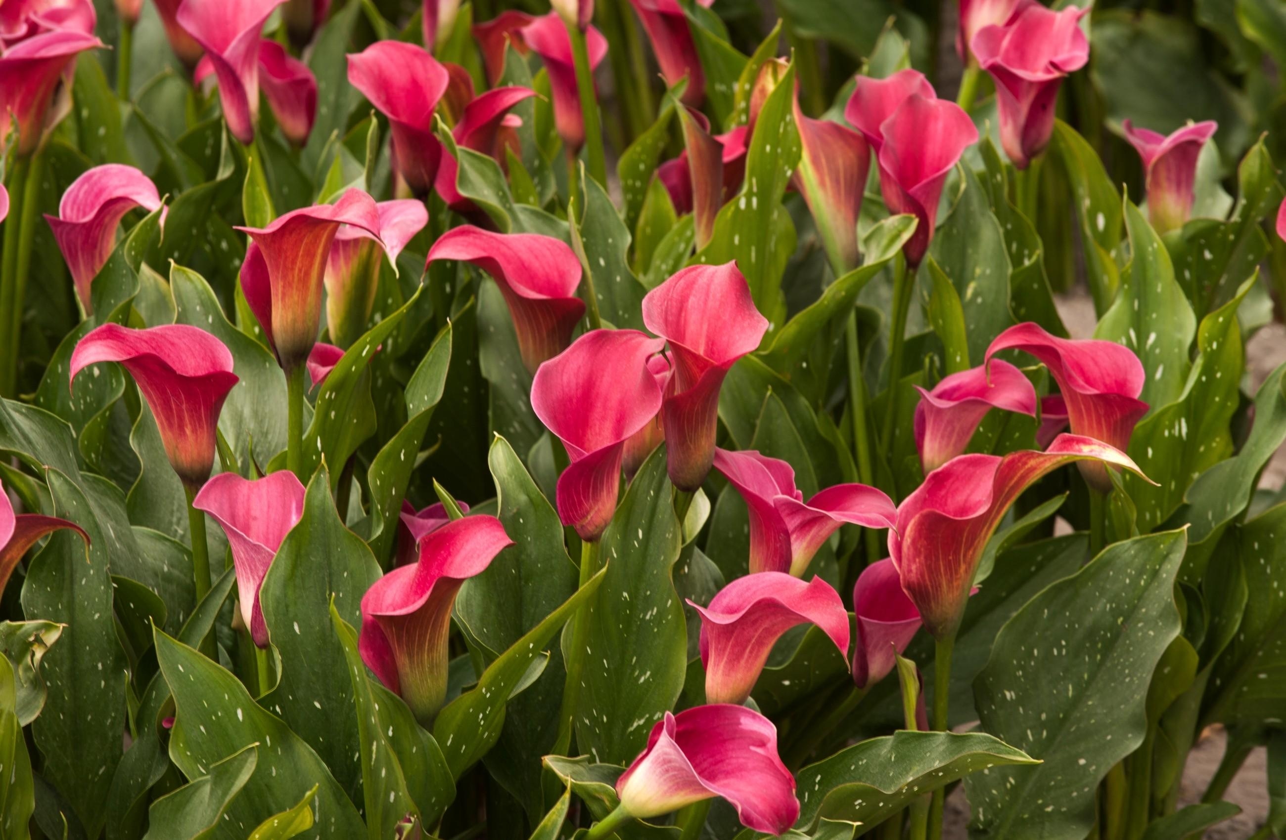 flowers, leaves, flower bed, flowerbed, calla, lot, callas Free Stock Photo