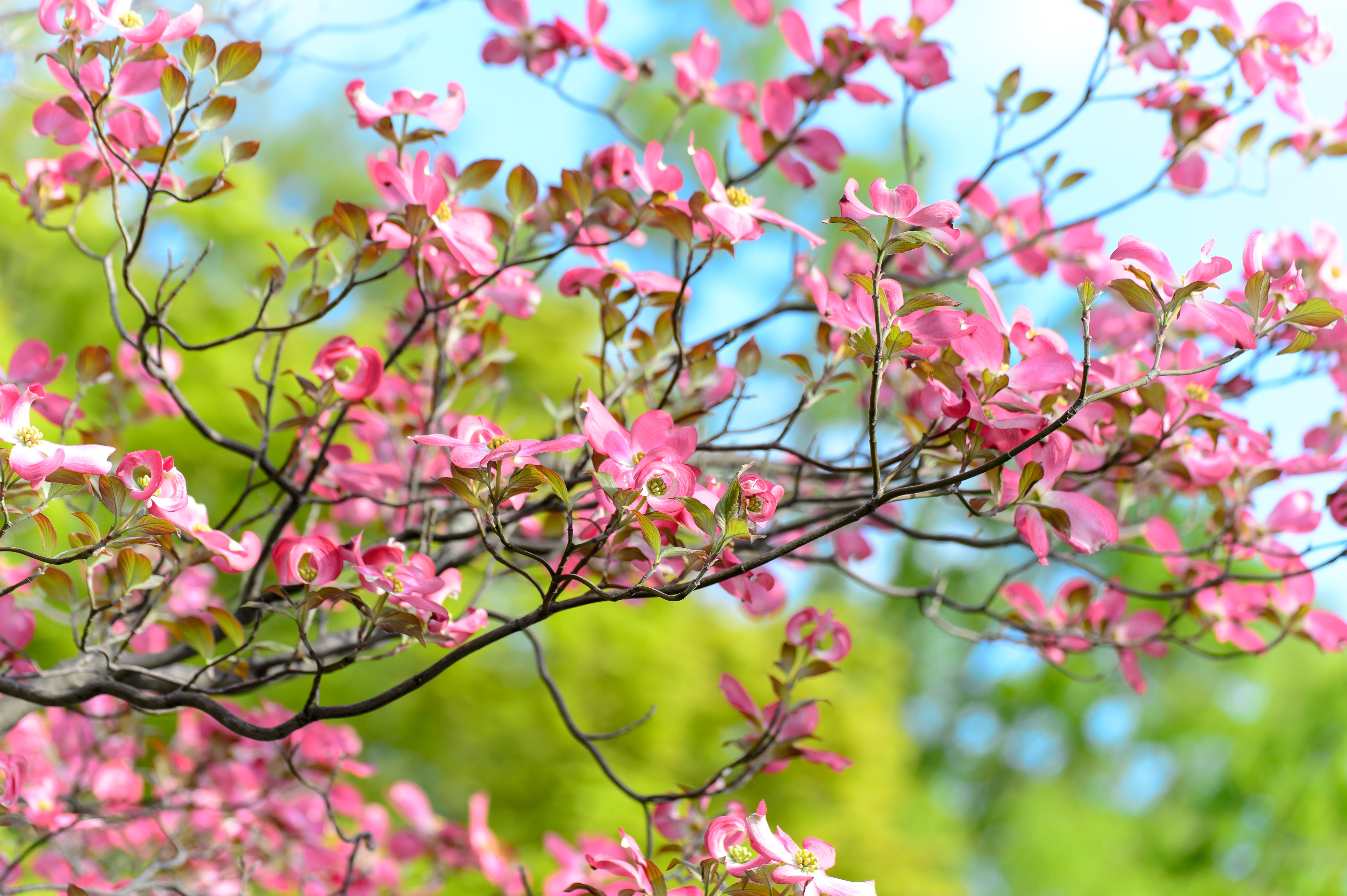 Laden Sie das Baum, Holz, Blühen, Blumen, Blühenden, Ast, Zweig-Bild kostenlos auf Ihren PC-Desktop herunter