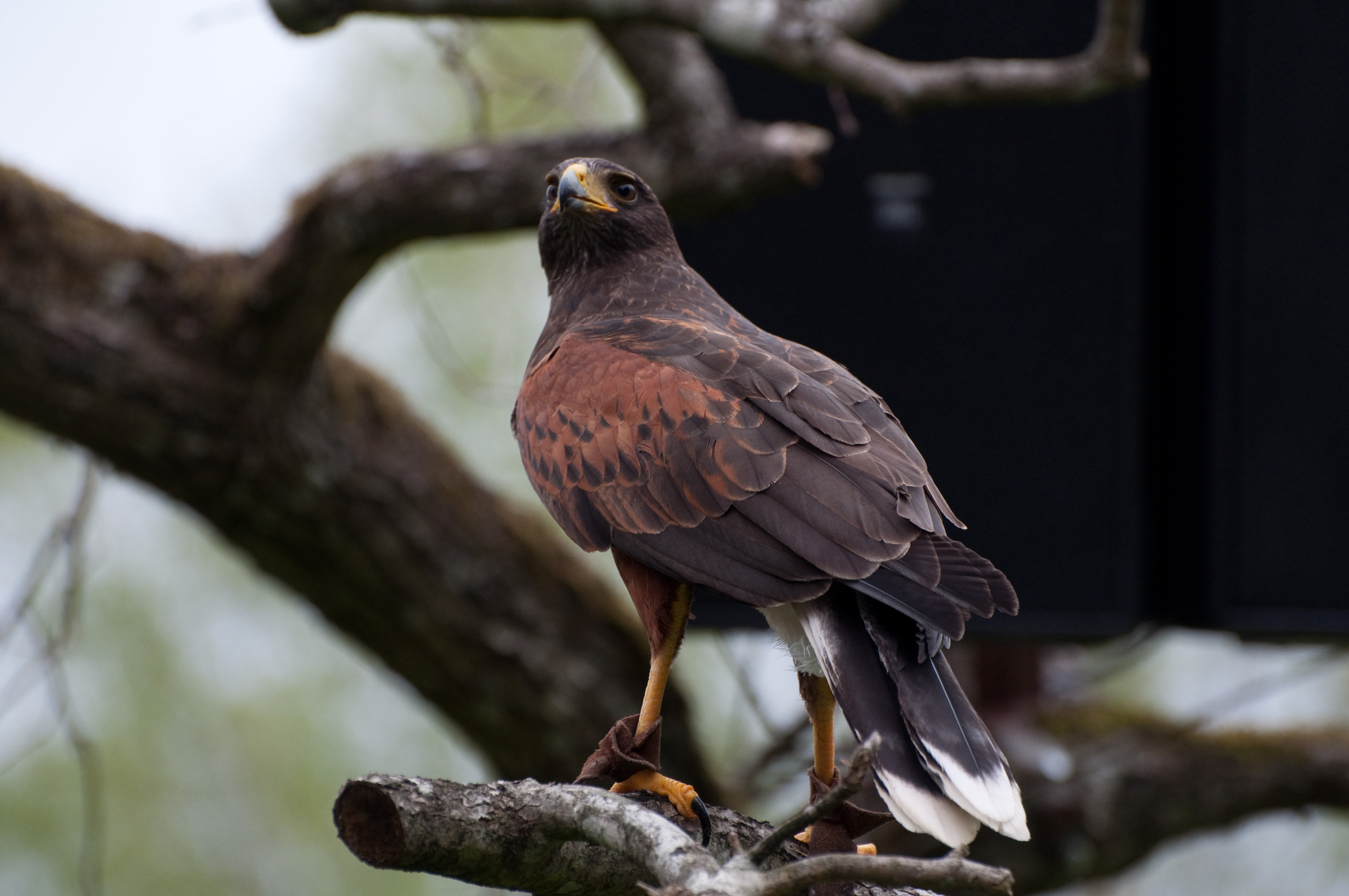 Free download wallpaper Predator, Hawk, Animals, Bird, Brown, Wildlife on your PC desktop