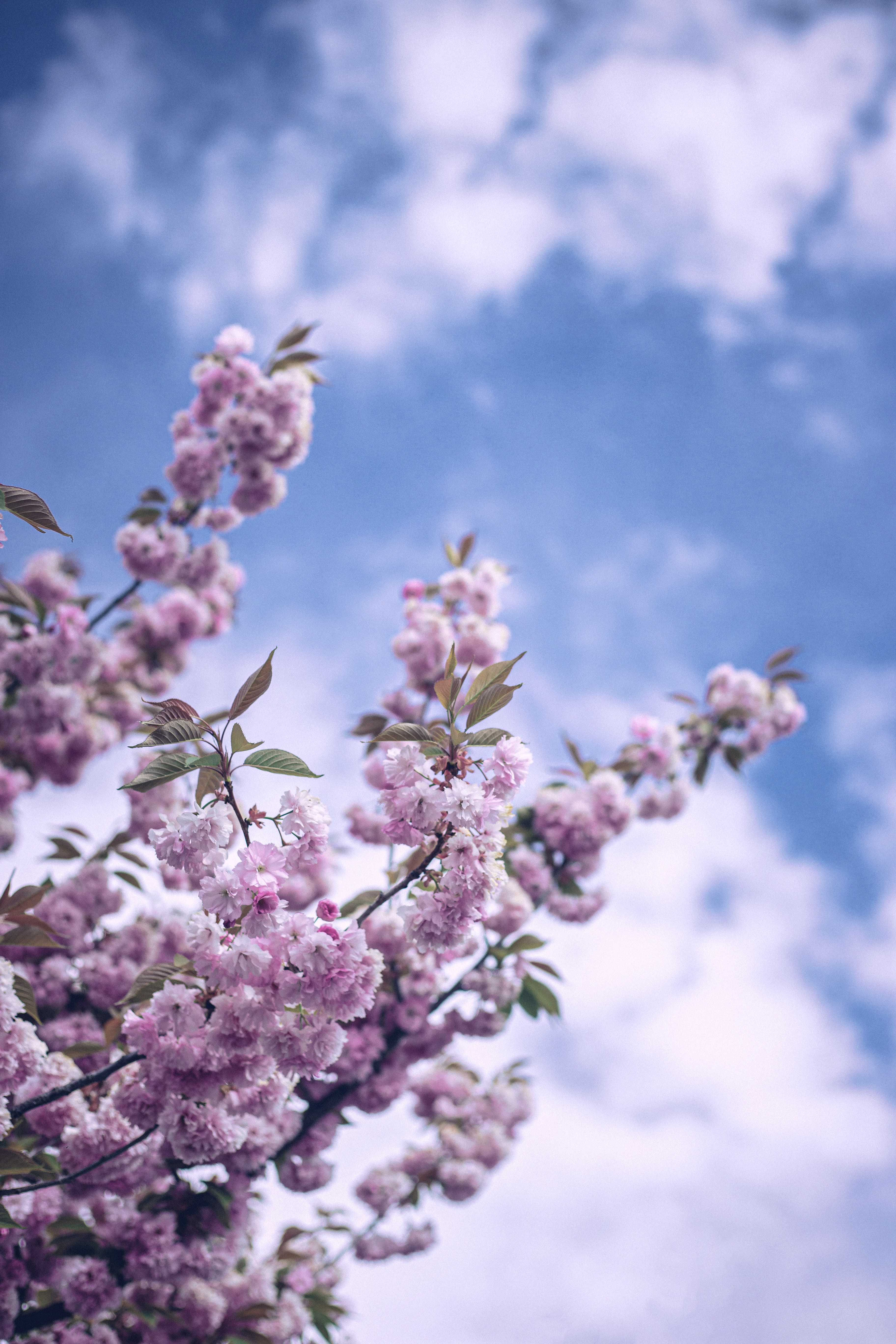 135553 завантажити шпалери гілка, цвітіння, квіти, небо, хмари, весна - заставки і картинки безкоштовно