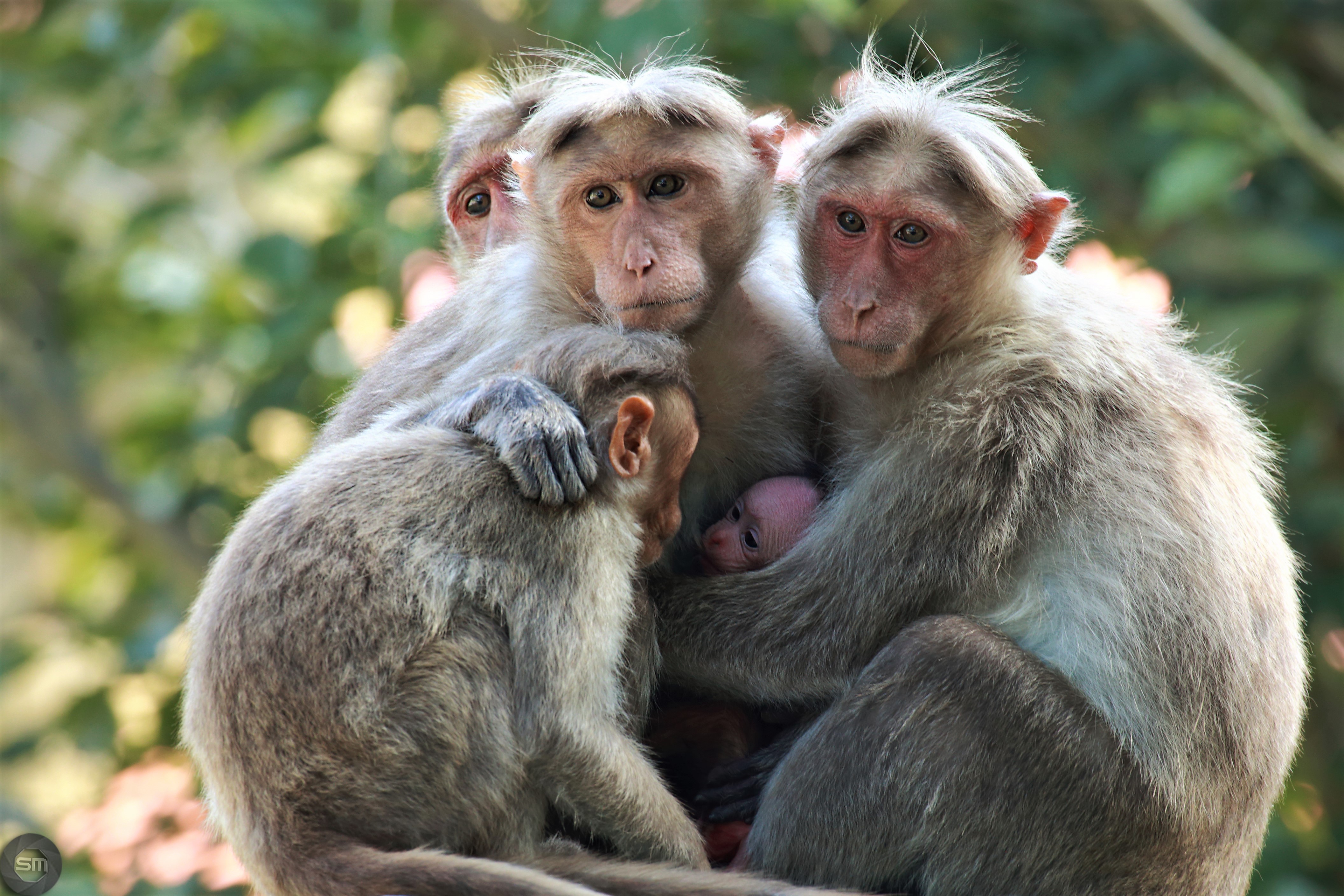 animal, macaque, cute, love, monkey Free Stock Photo