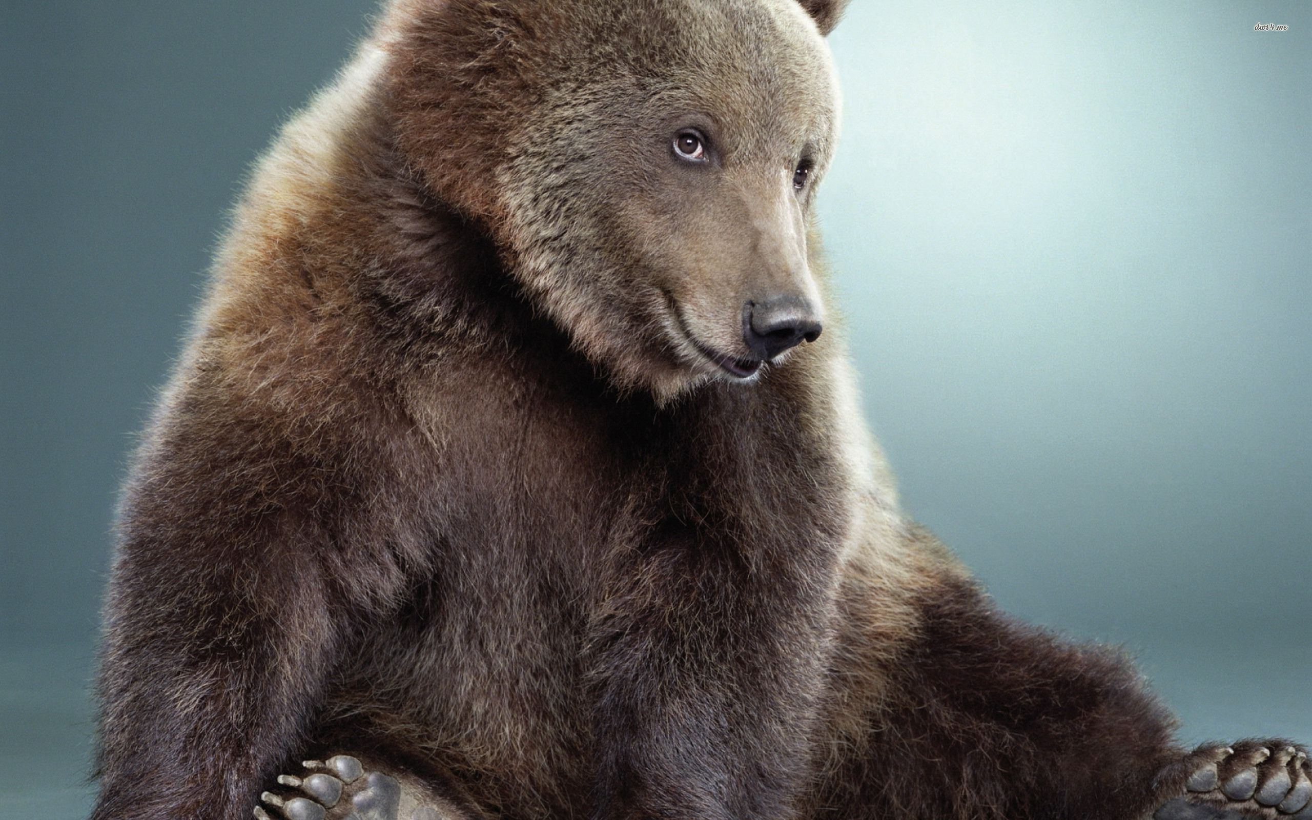 Многие звери хорошо. Медведь Гризли. Красивый медведь. Милый медведь. Медведь улыбается.