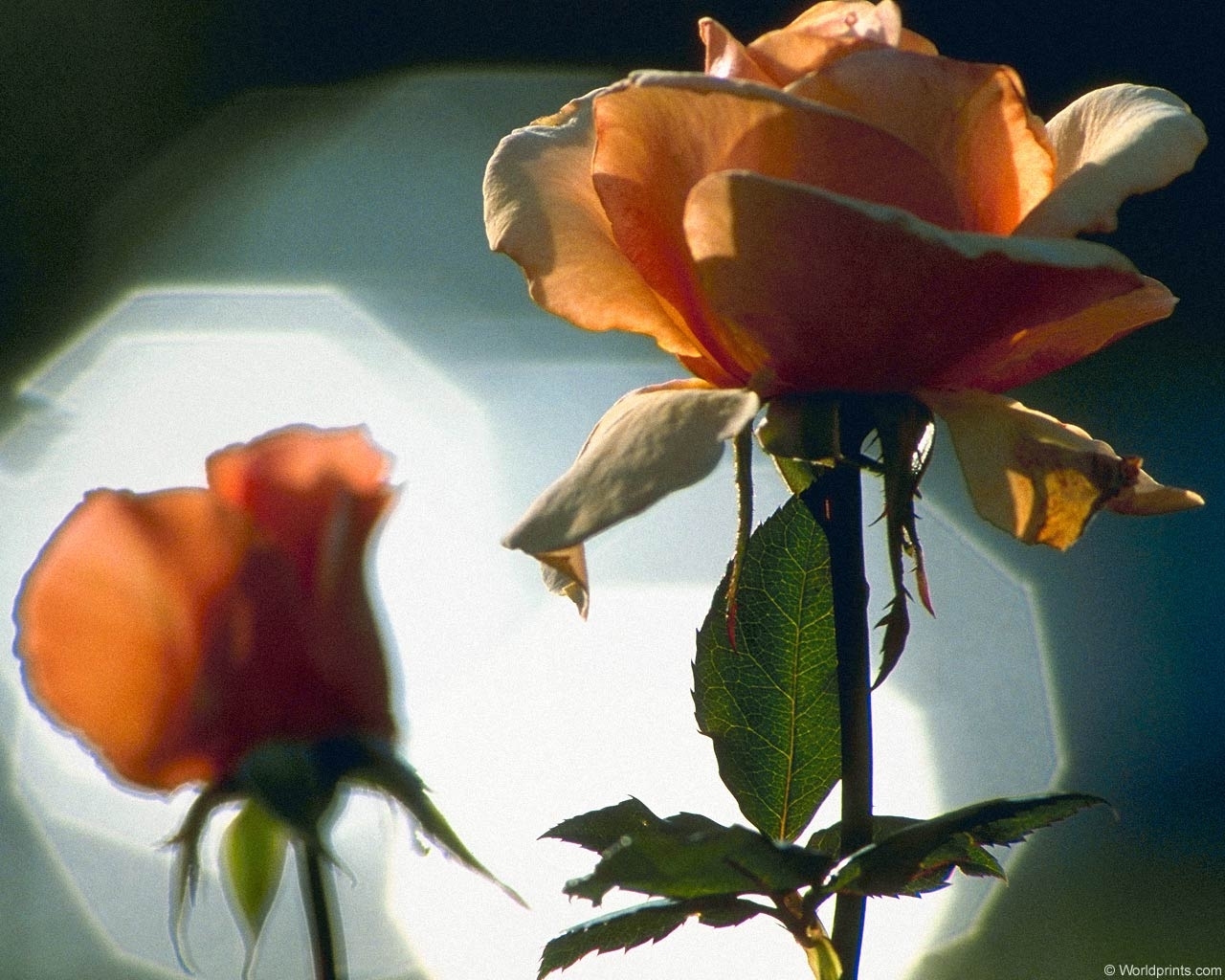 Скачать картинку Растения, Цветы, Розы в телефон бесплатно.