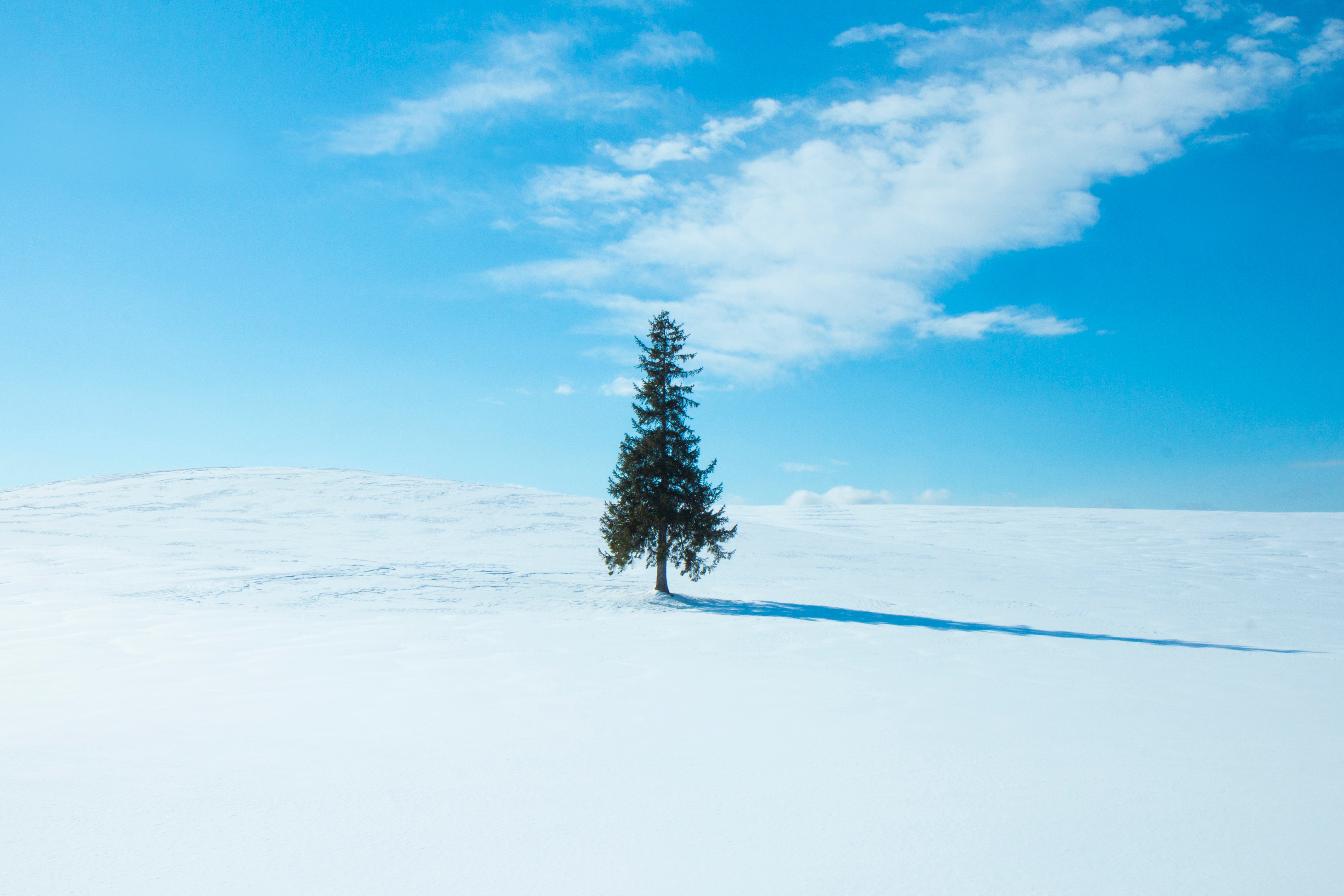 Download mobile wallpaper Wood, Snow, Horizon, Winter, Sky, Tree, Minimalism for free.