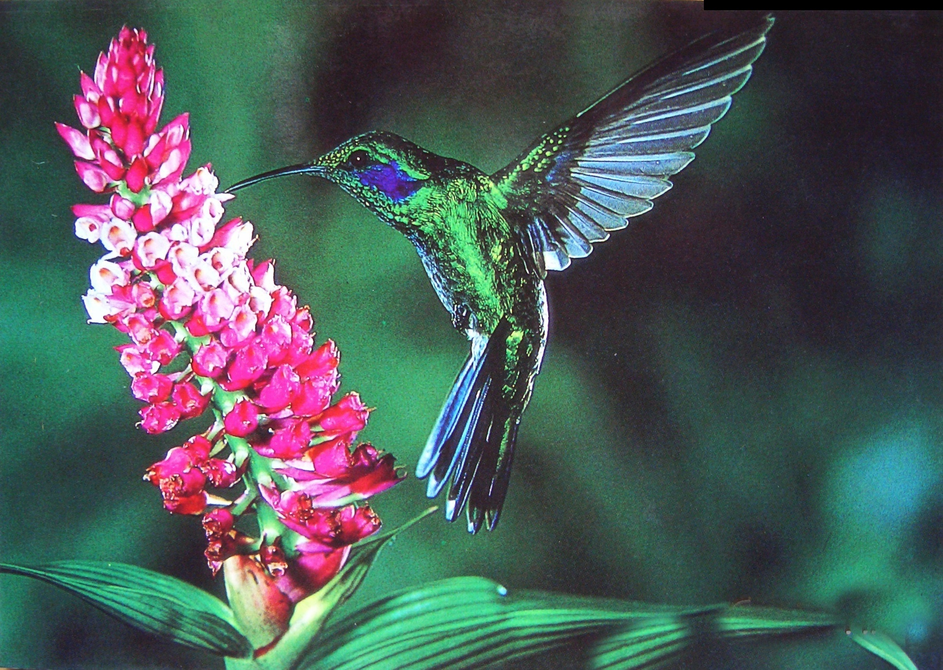 hummingbird, birds, animal