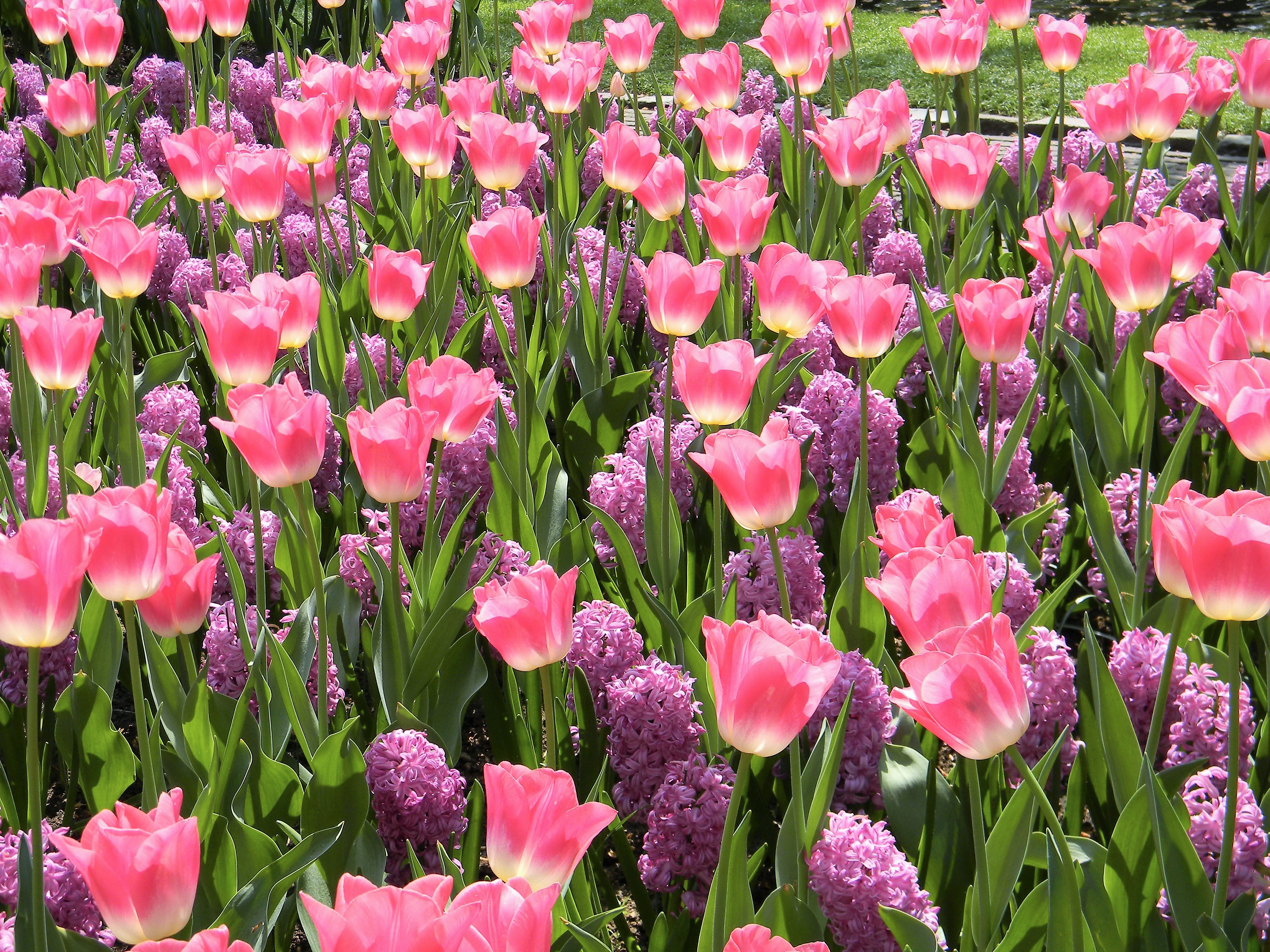 flowers, hyacinth, earth, flower, garden, park, pink flower, purple flower, tulip HD wallpaper