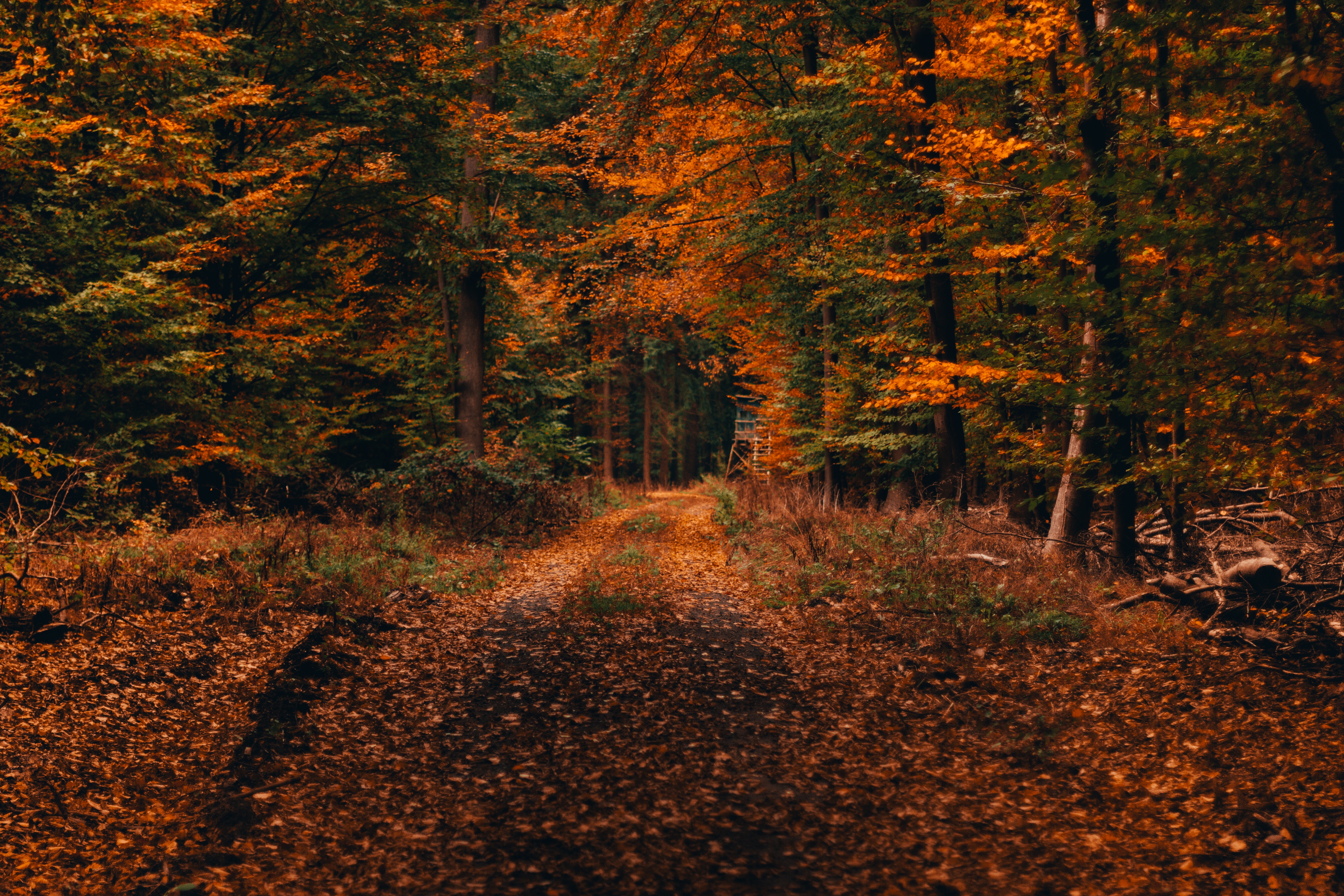 foliage, nature, trees, autumn, forest, path, fallen, autumn landscape cellphone