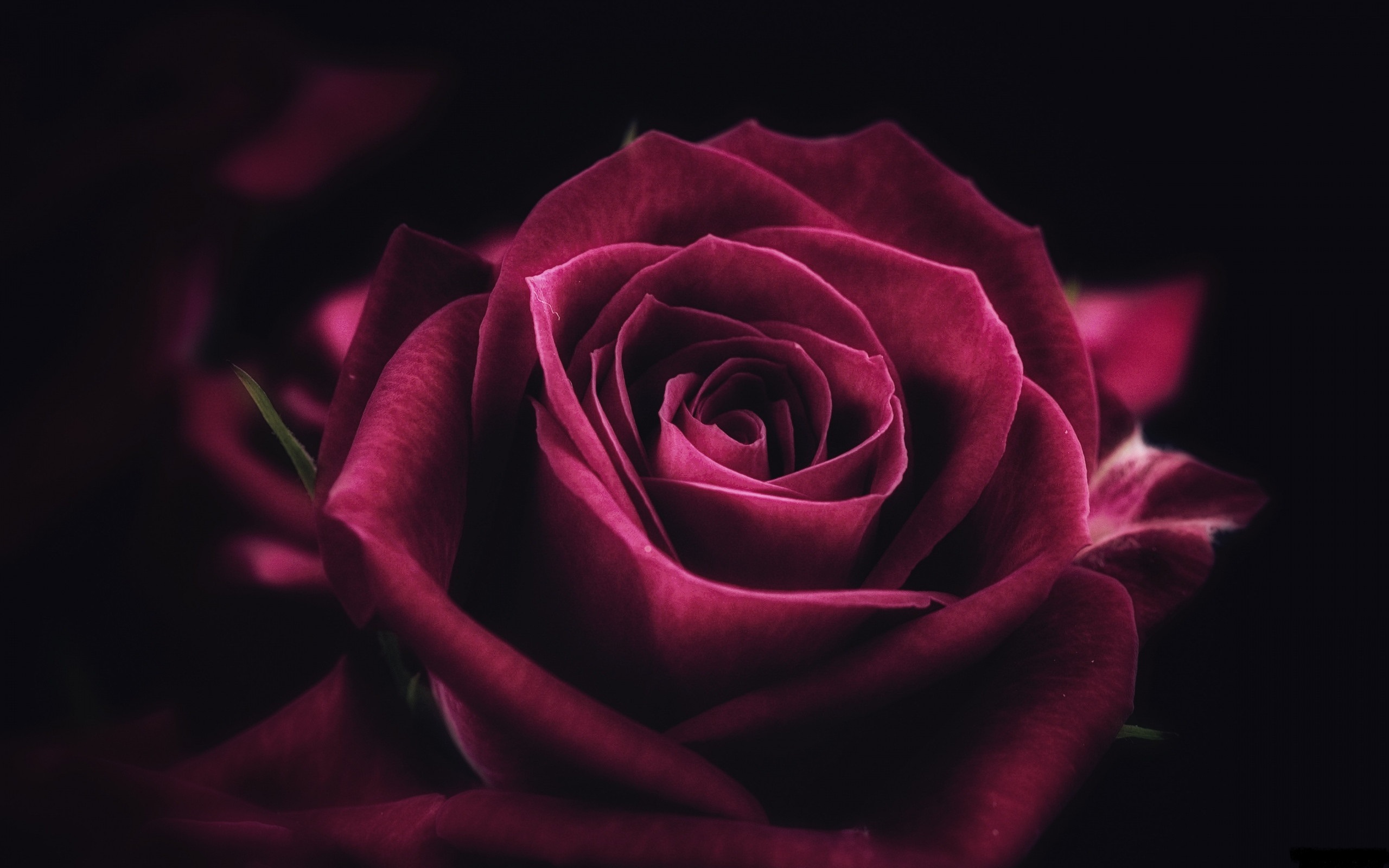 Бордовые розы на черном фоне