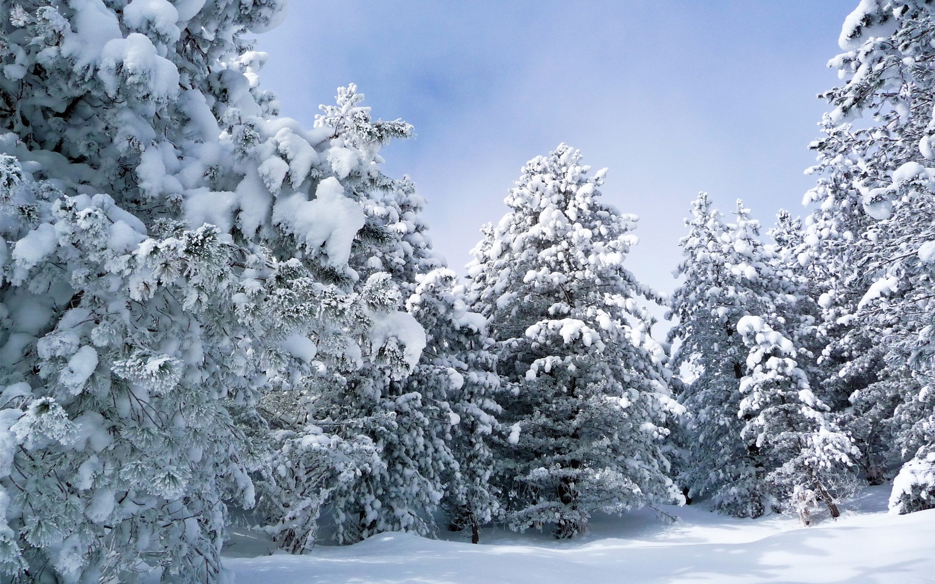 Free download wallpaper Winter, Snow, Forest, Tree, Earth on your PC desktop