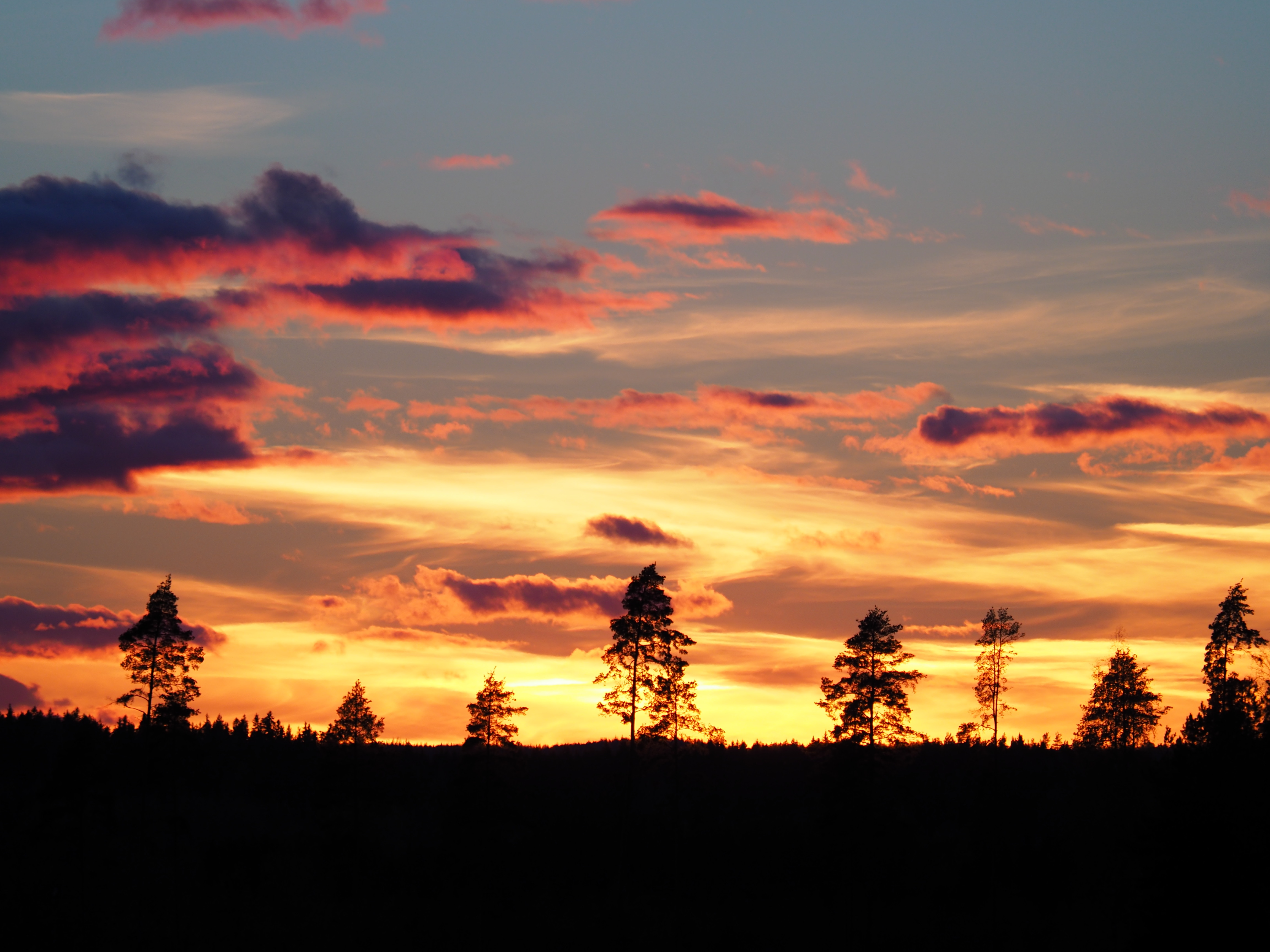 nature, silhouettes, evening, dark, trees, sunset Free Stock Photo