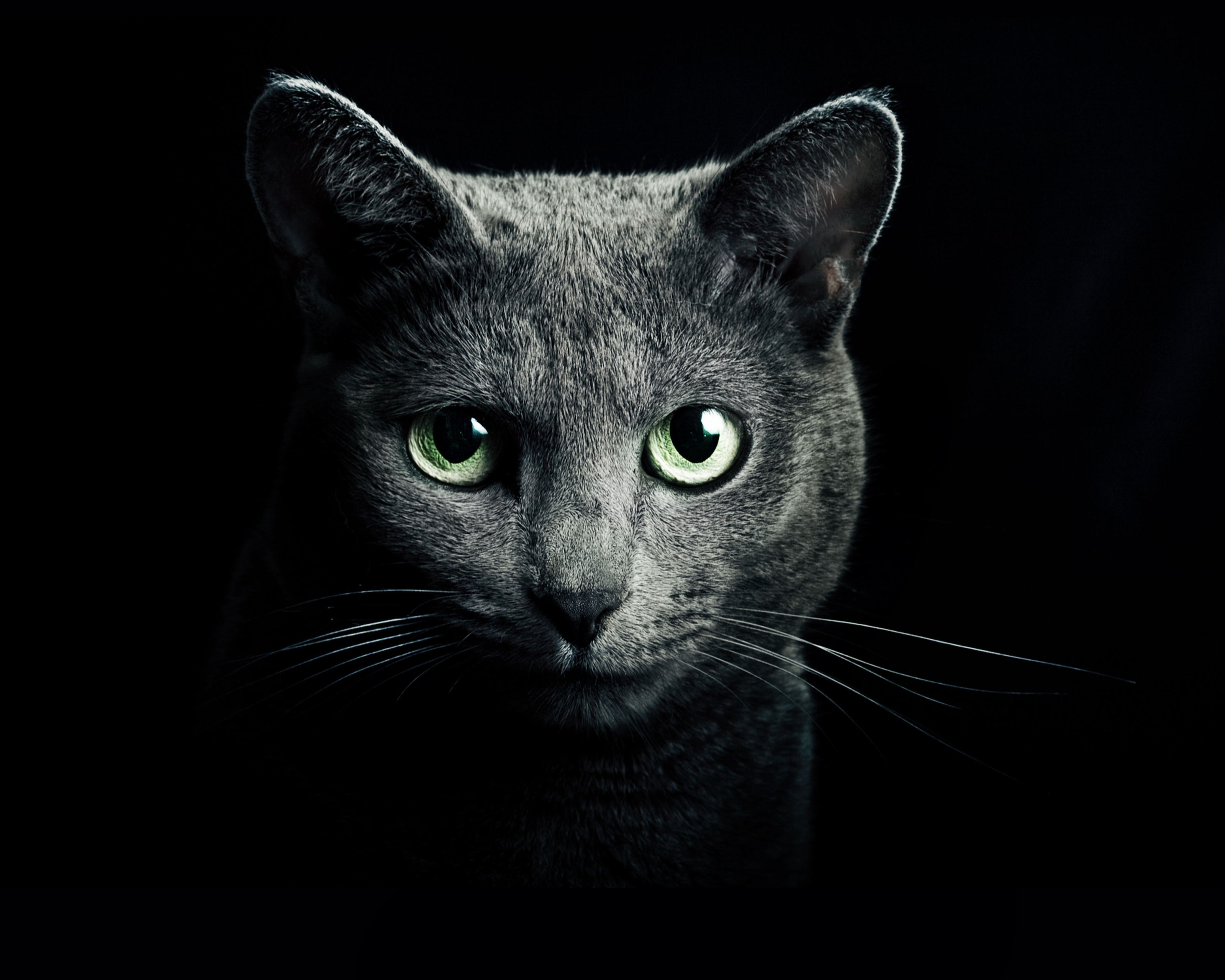 1140258 descargar imagen animales, gato, cabeza, gatos: fondos de pantalla y protectores de pantalla gratis