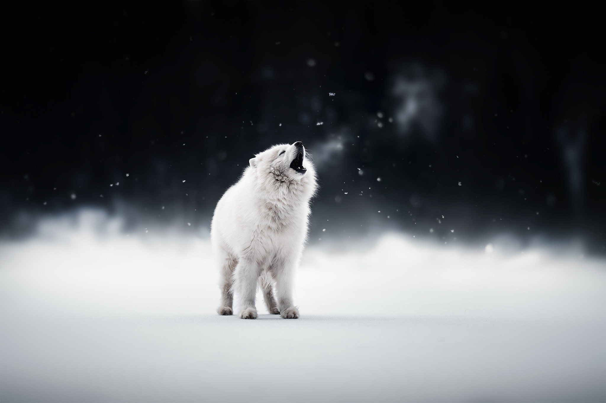 Ночь снег белая собака