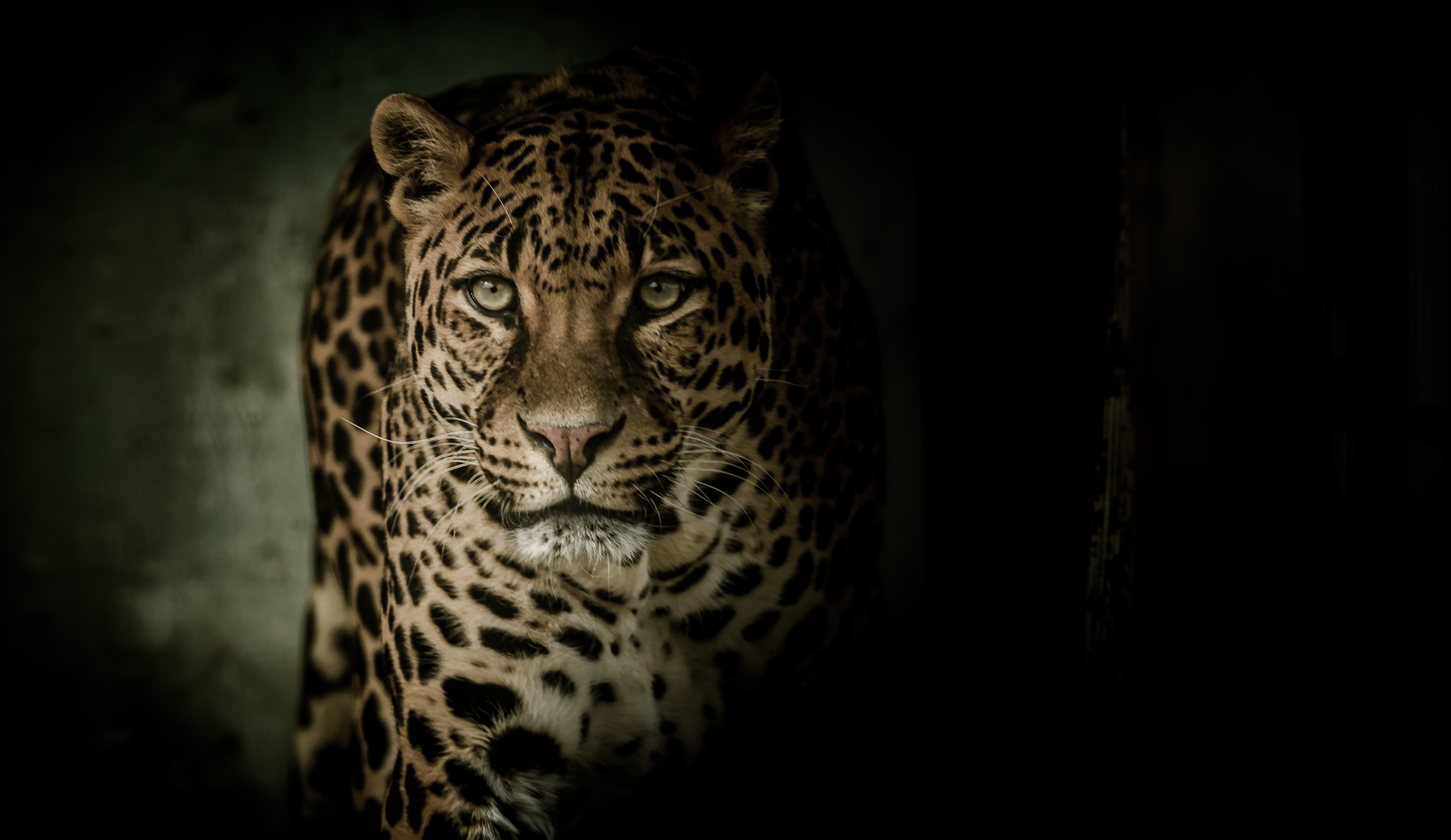 91336 скачать обои большая кошка, животные, темный, леопард, хищник, взгляд - заставки и картинки бесплатно