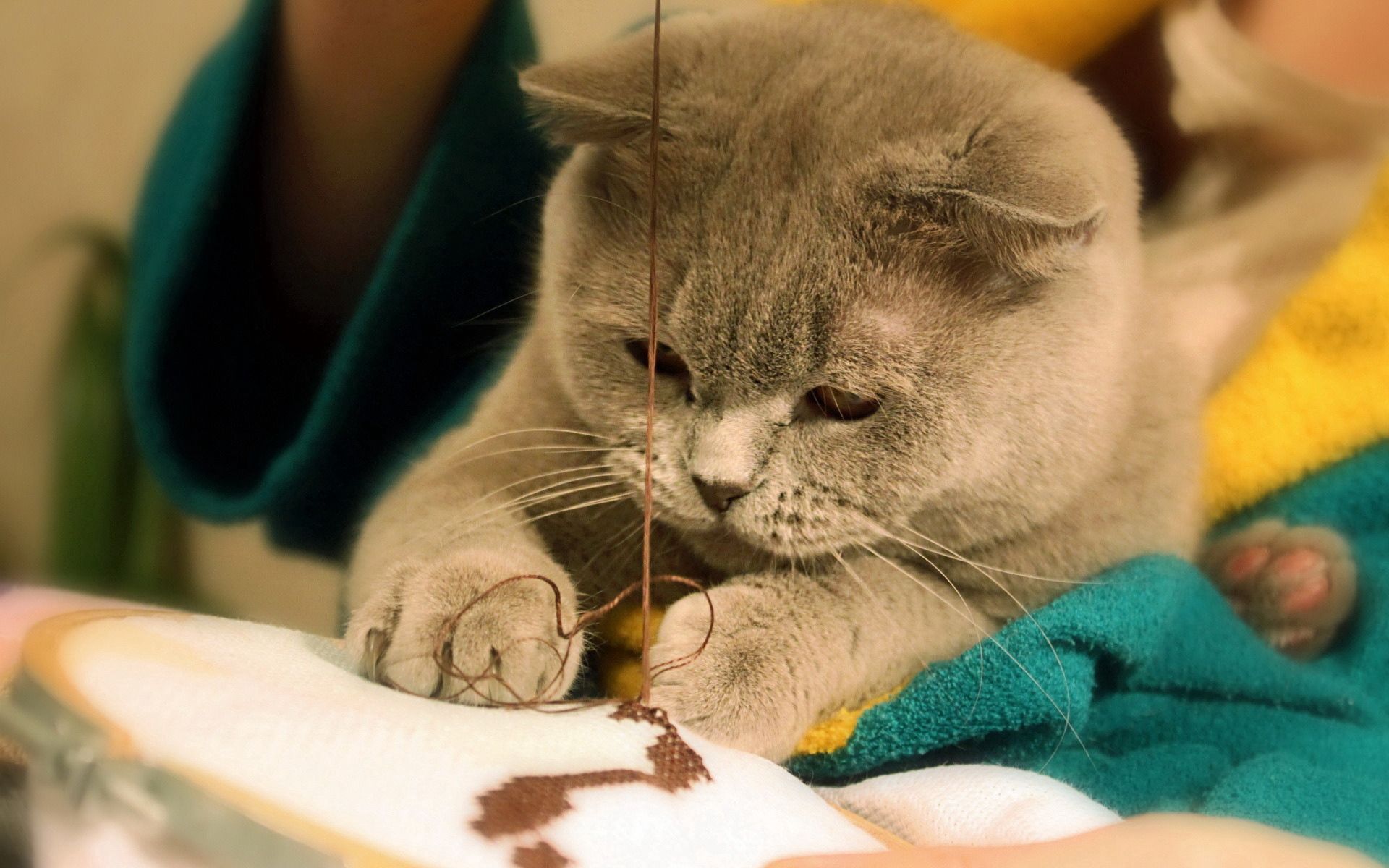 animals, cat, muzzle, grey, fat, fatty, to sew, sew