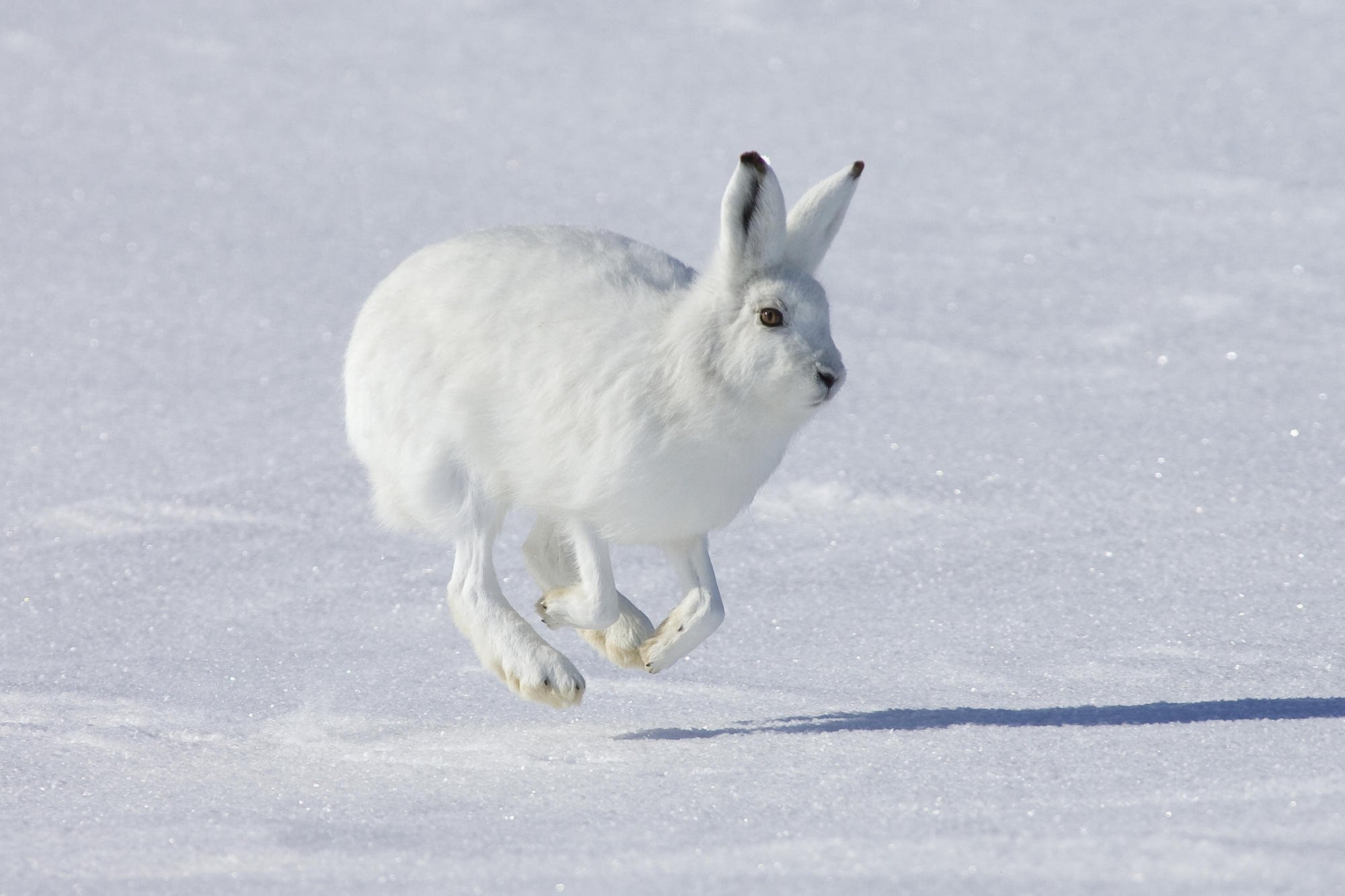 rabbit, animal, arctic hare, hare, snow, white, winter