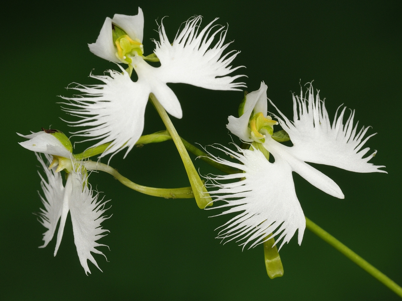 Орхидея хабенария Радиата – белая цапля