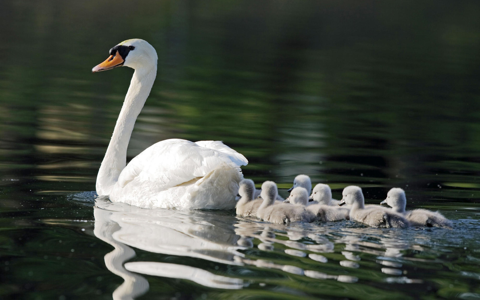 animal, mute swan, birds High Definition image